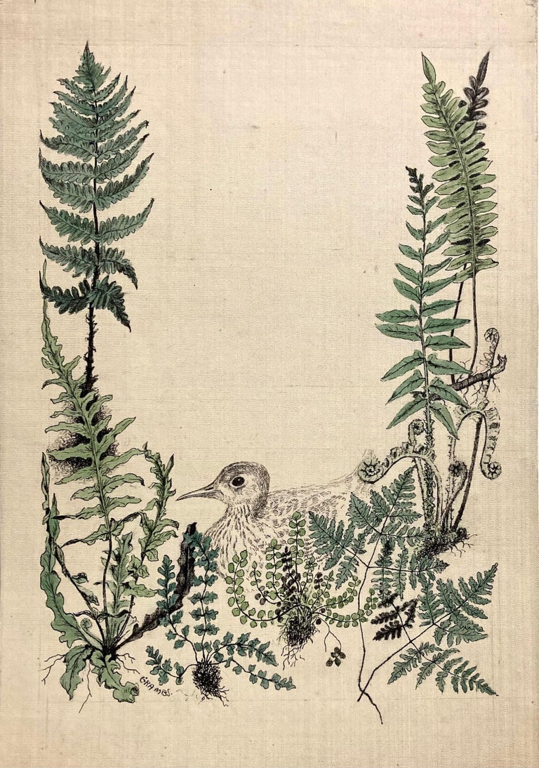 Blanche Grambs  Blanche Grambs, (Jugendvogel mit Farn) im Angebot bei  1stDibs Deutschland | farn zeichnen einfach, farne zeichnen, farn malen  einfach