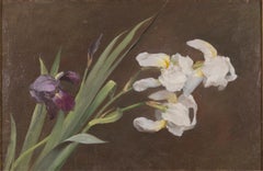 Antique Purple and White Iris