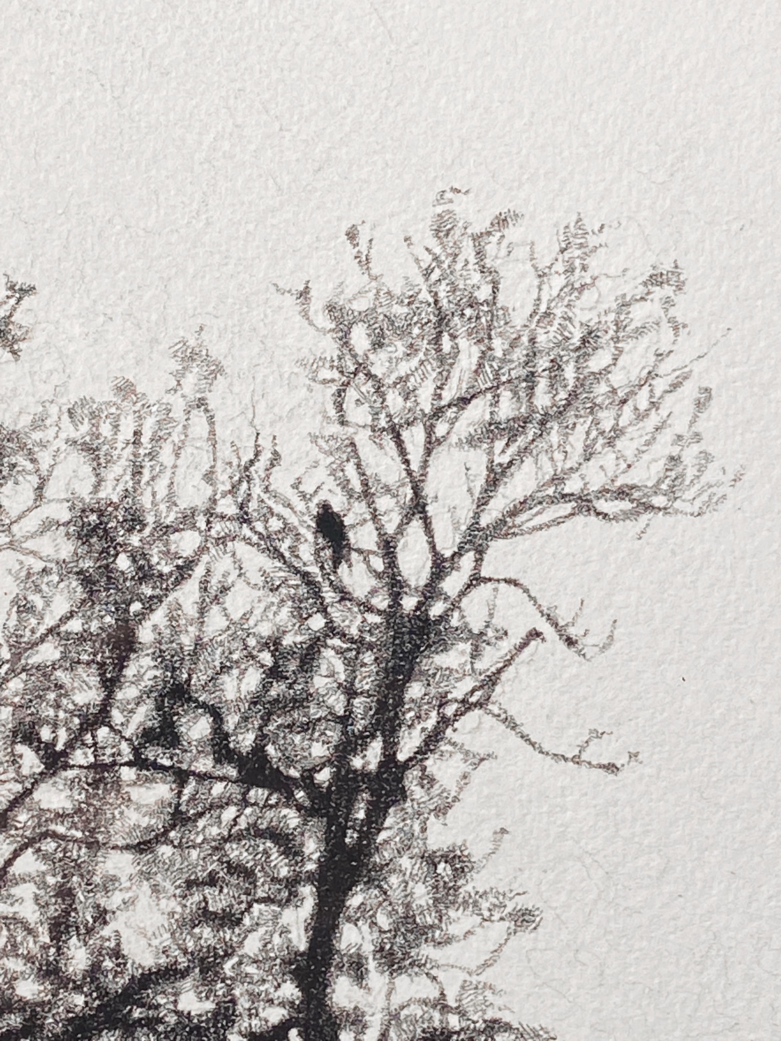 Nada menos que asombroso, se trata de un DIBUJO excepcional de una artista apreciada por su destreza y habilidades y por su belleza pictórica. Su meticuloso estilo de trabajo con carboncillo en este caso y tinta, pero a menudo con lápiz, le ha