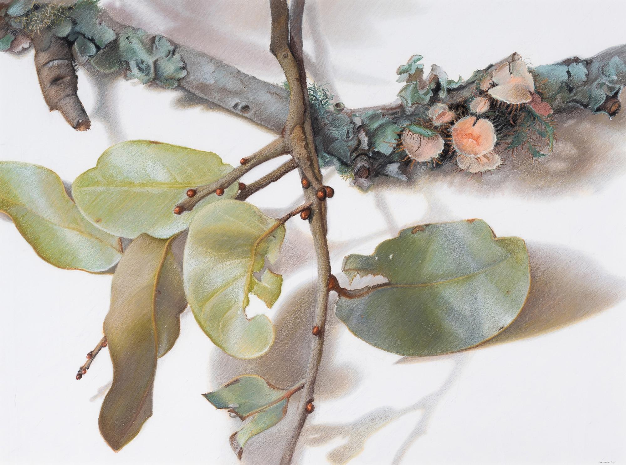 Blätter und Zweige, Nature-Studie – Art von Mary Ann Currier
