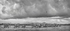 Elephant Family Crossing - Michel Ghatan, black and white, africa, art, 18x40 in