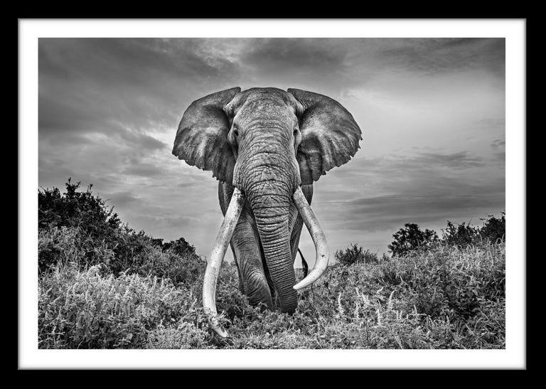 Michel Ghatan - Gentle Giant - Michel Ghatan, elephant, black and white,  wildlife, 40x60 in For Sale at 1stDibs