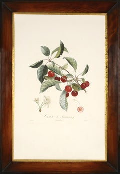 POITEAU/ TURPIN. Traité des arbres fruitiers: A Set of Four Cherries.