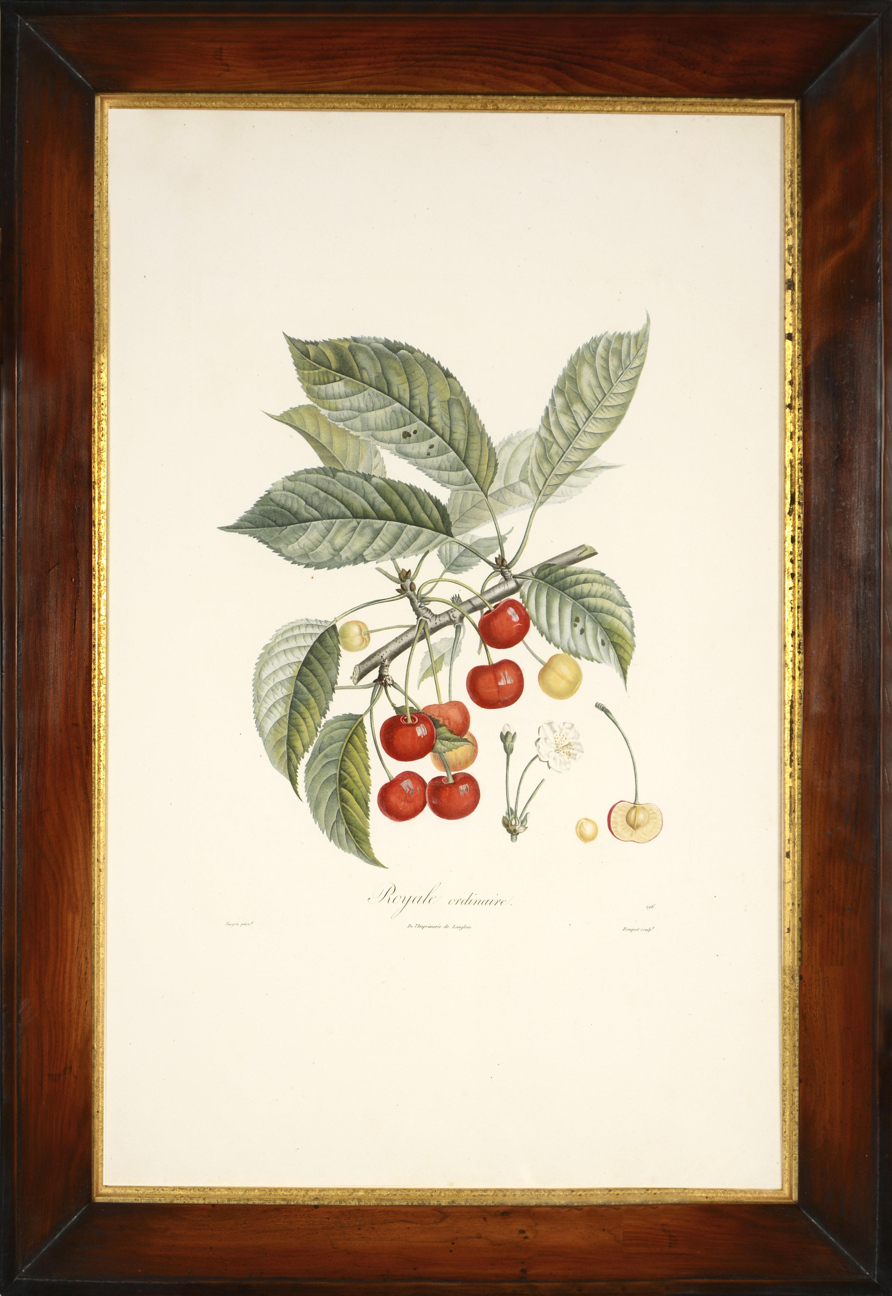 POITEAU/TURPIN. Tratado de los árboles frutales: Un conjunto de cuatro cerezas. - Print Naturalista de POITEAU, A & TURPIN, P.