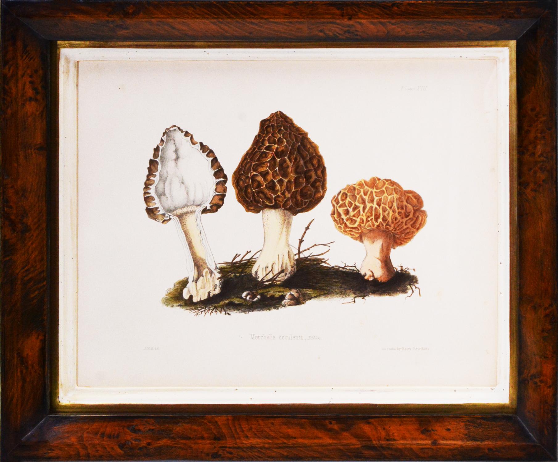 HUSSEY. Group of Six Illustrations of British Mycology - Print by Mrs. Thomas John Hussey