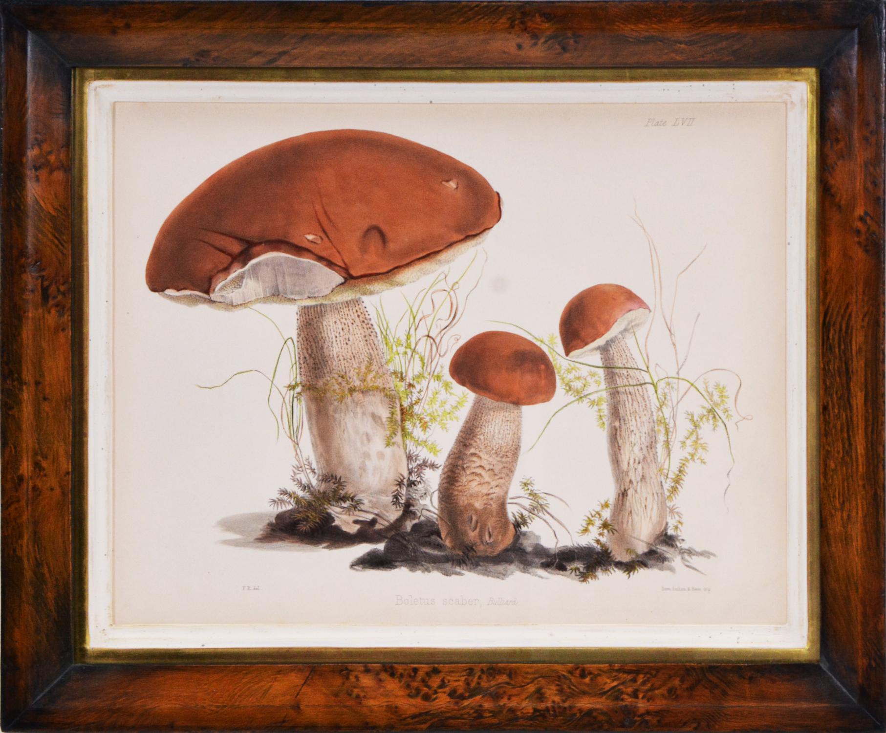 HUSSEY. Group of Six Illustrations of British Mycology - Naturalistic Print by Mrs. Thomas John Hussey