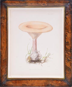 HUSSEY. Group of Six Illustrations of British Mycology