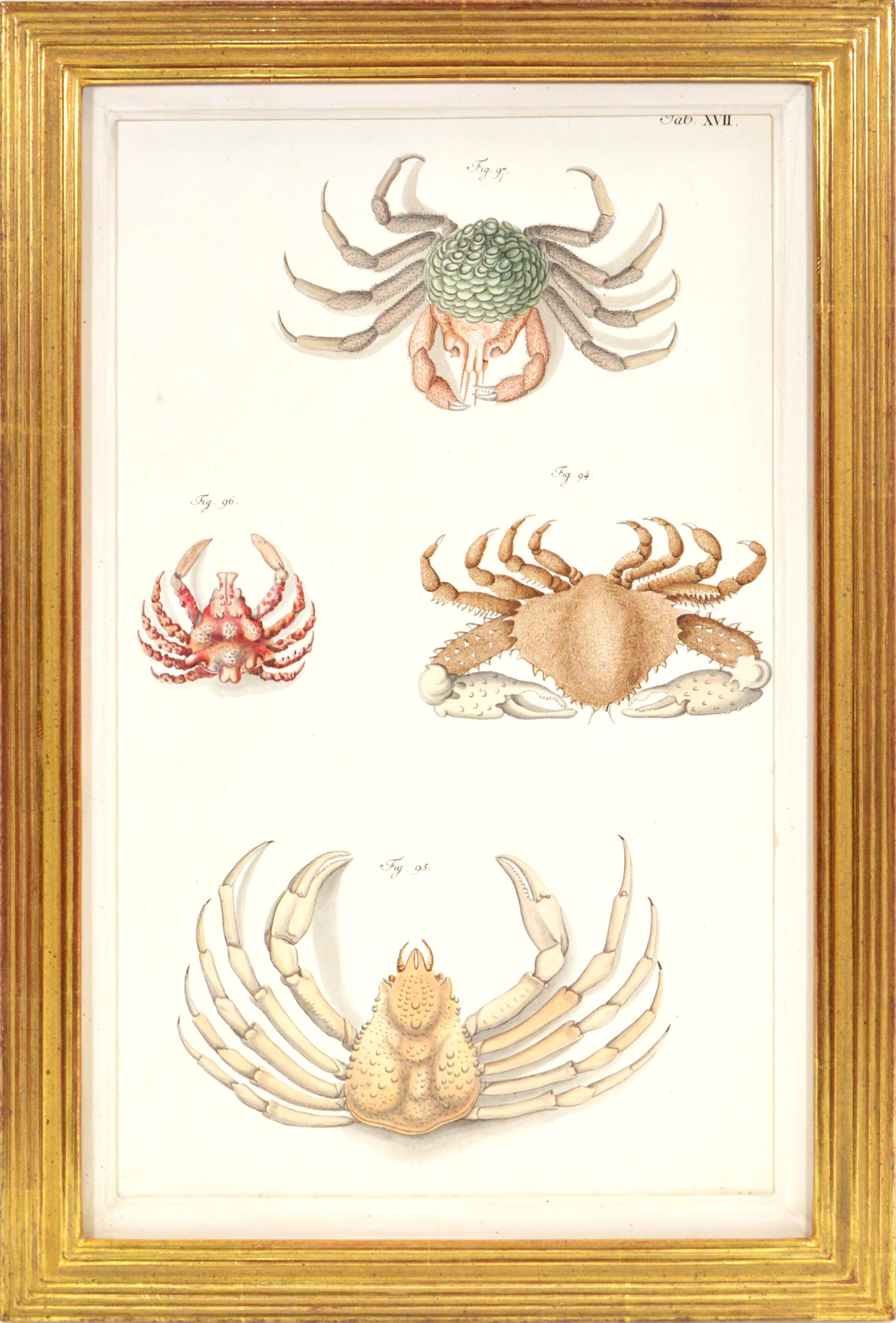 HERBST. A Group of Six Crustraceans: Crabs - Print by Johann Friedrich Wilhelm Herbst