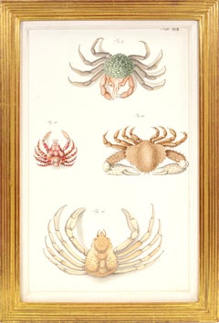 HERBST. A Group of Six Crustraceans: Crabs