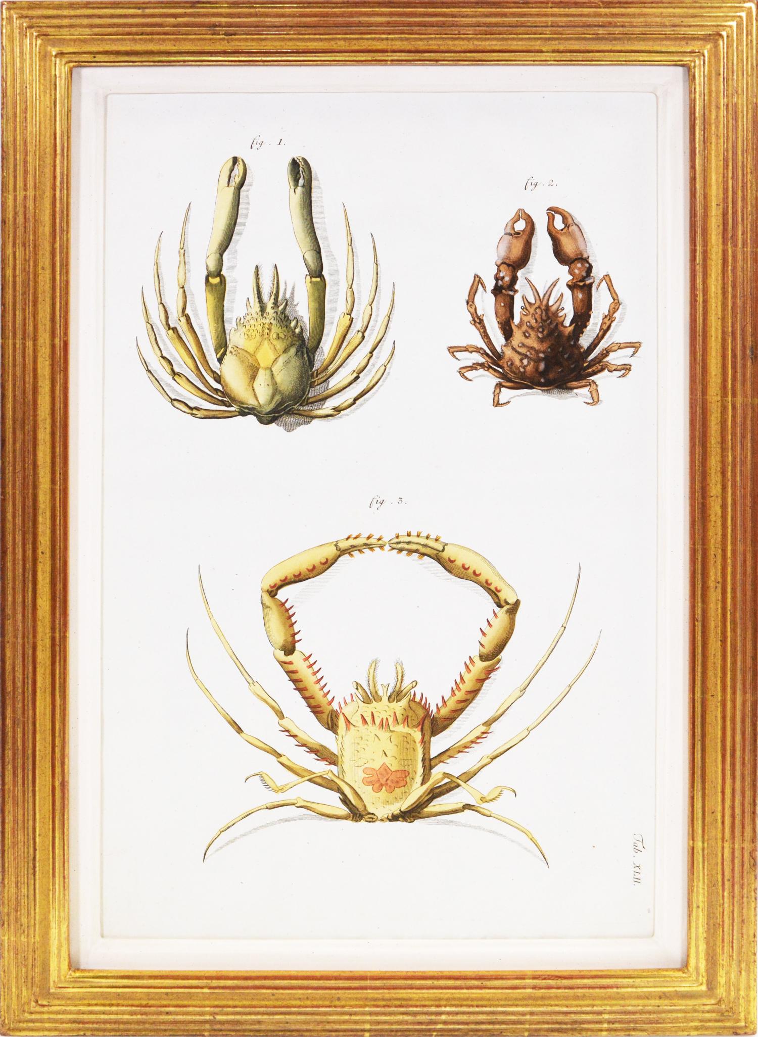 HERBST. A Group of Six Crustraceans: Crabs - Naturalistic Print by Johann Friedrich Wilhelm Herbst