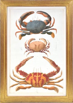Antique HERBST. A Group of Six Crustraceans: Crabs