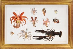 HERBST. Group of Four Crustaceans, Gruppe