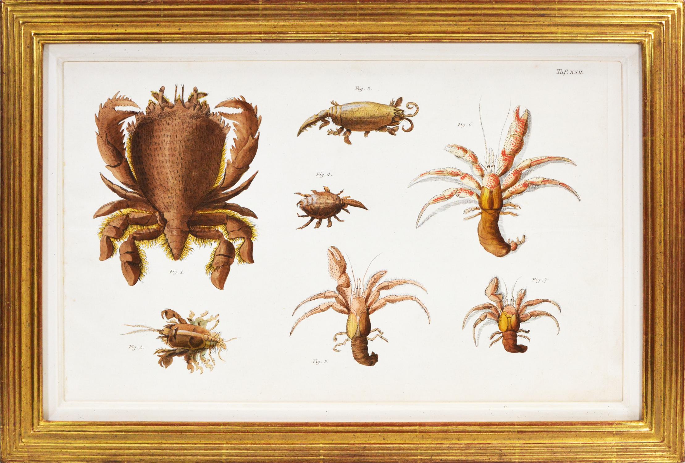 HERBST. Group of Four Crustaceans, Gruppe – Print von Johann Friedrich Wilhelm Herbst