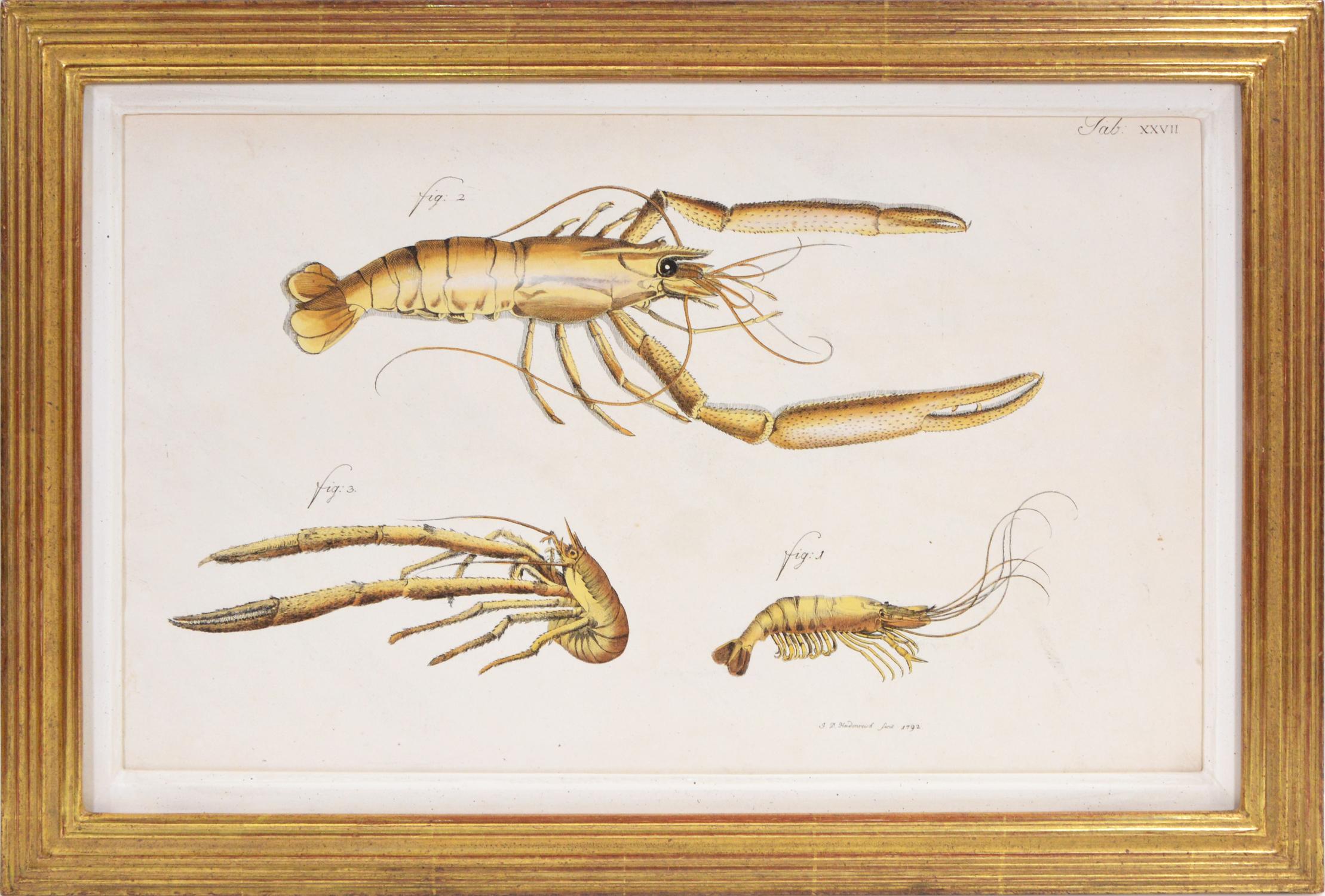 HERBST. Group of Four Crustaceans, Gruppe (Naturalismus), Print, von Johann Friedrich Wilhelm Herbst