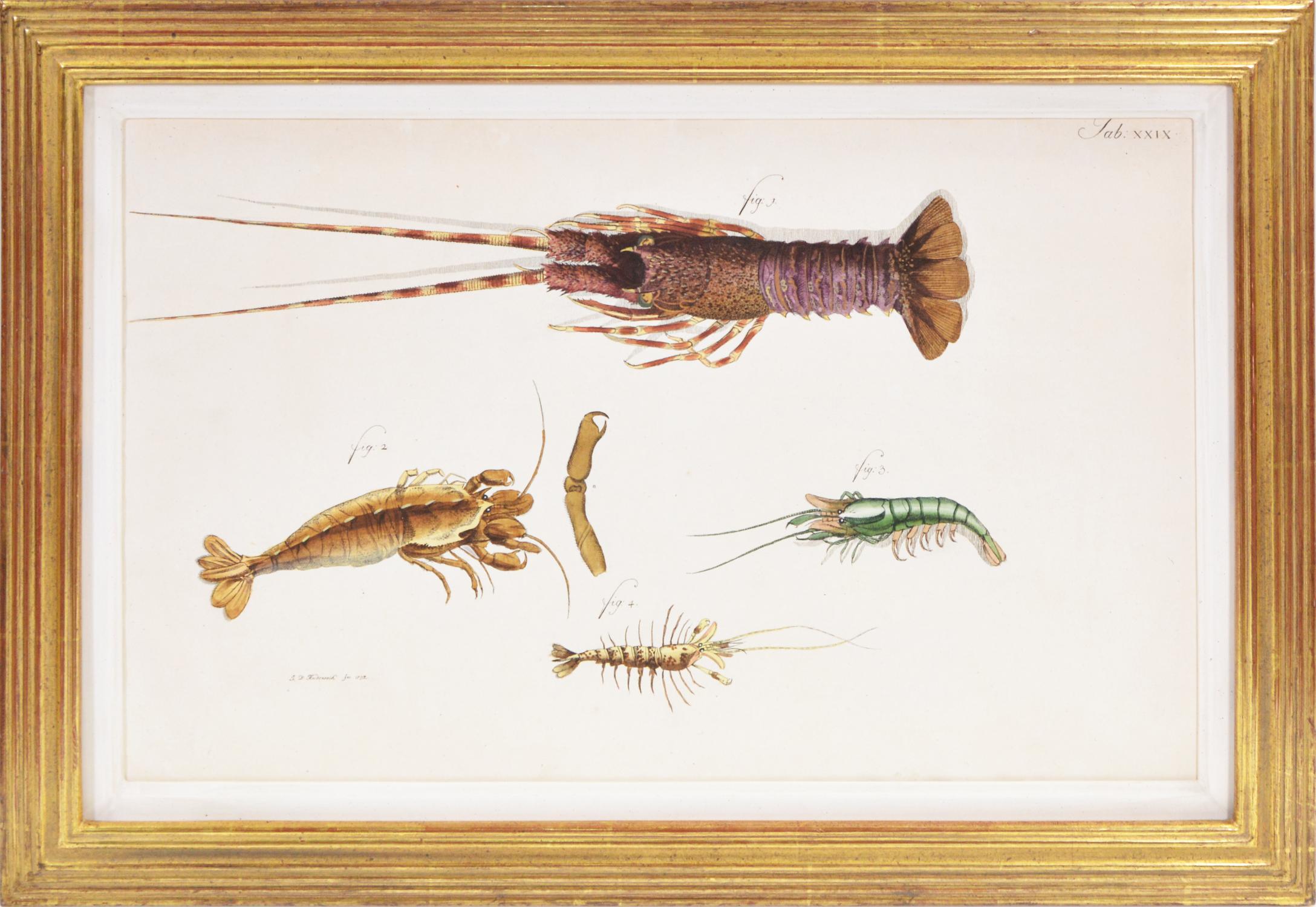 HERBST. Group of Four Crustaceans, Gruppe (Beige), Animal Print, von Johann Friedrich Wilhelm Herbst