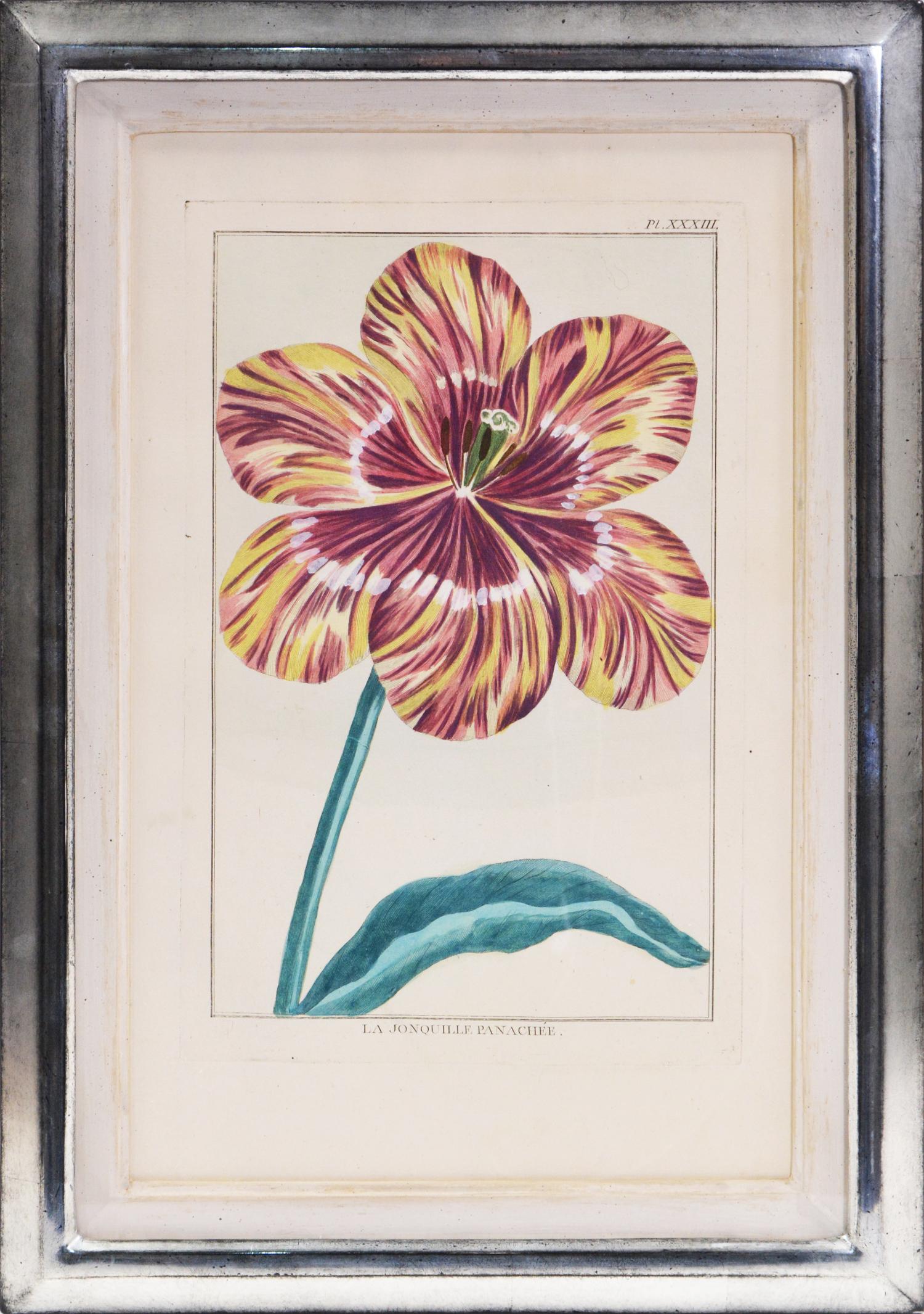 Pierre Joseph Buchoz Still-Life Print - BUCHOZ. A Group of Four Tulips