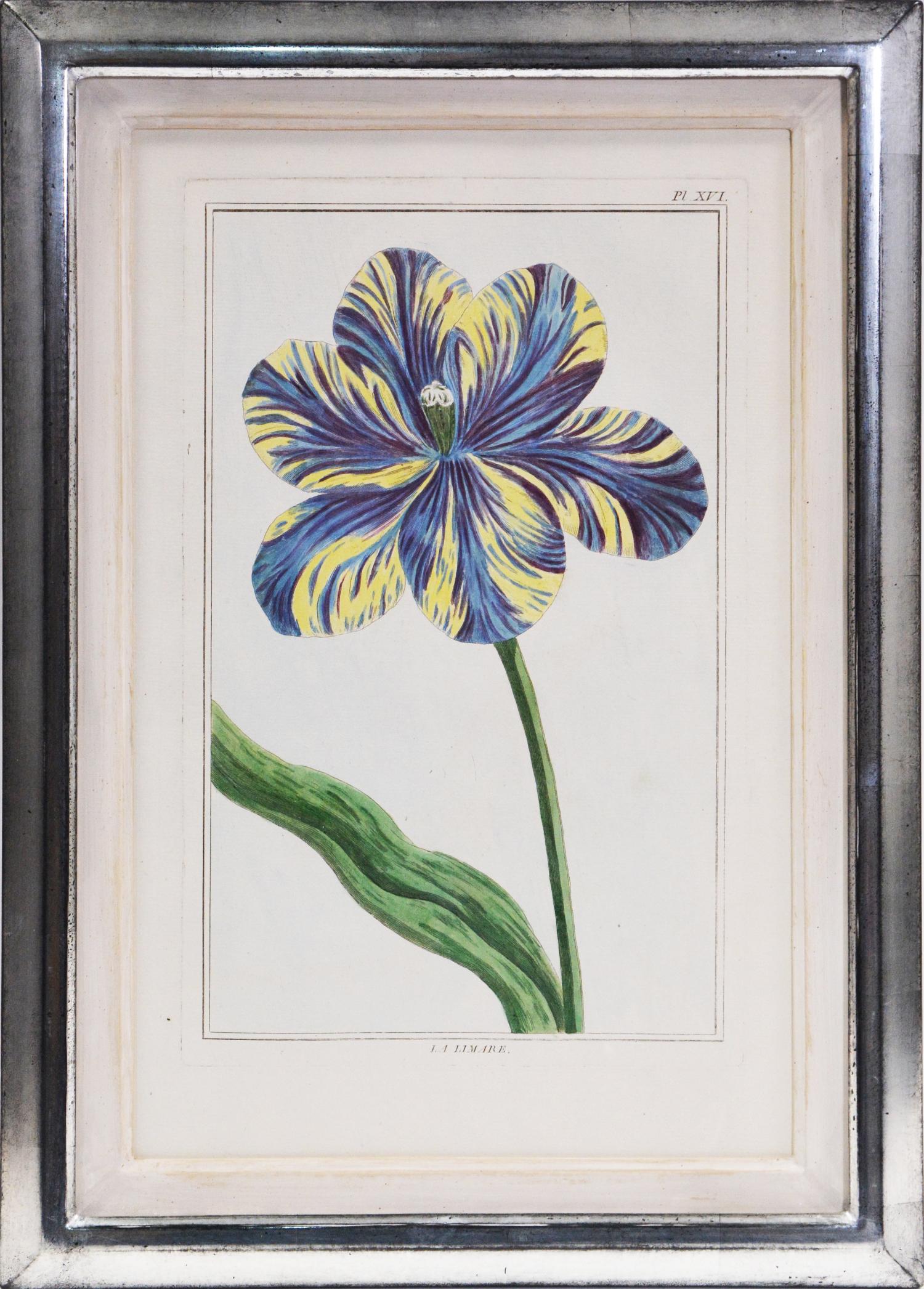 BUCHOZ. A Group of Four Tulips - Print by Pierre Joseph Buchoz