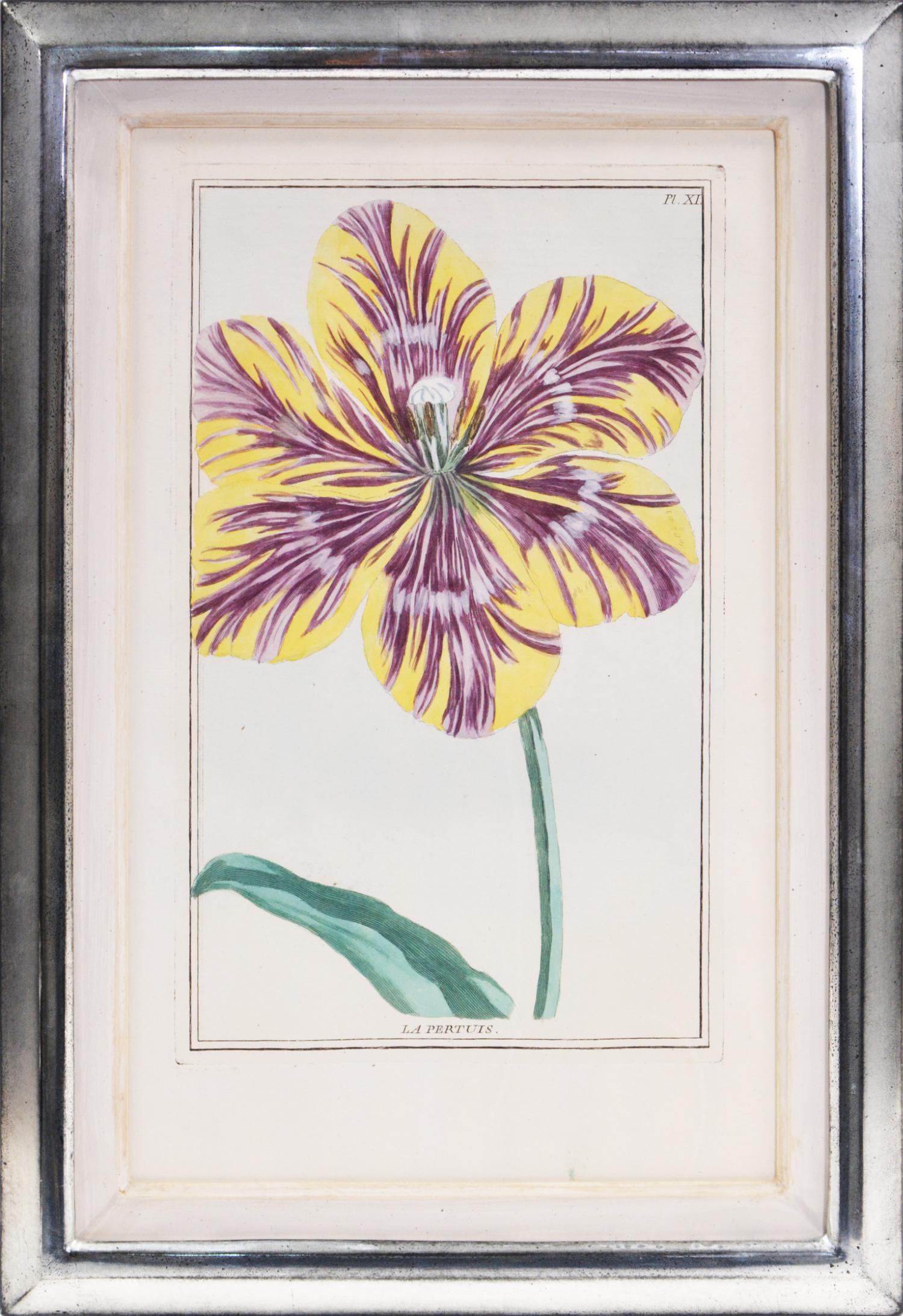 BUCHOZ. Un grupo de cuatro tulipanes - Still-Life Print Beige de Pierre Joseph Buchoz