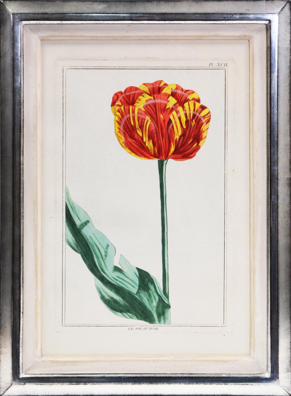 Pierre Joseph Buchoz Still-Life Print - BUCHOZ. A Group of Six Tulips