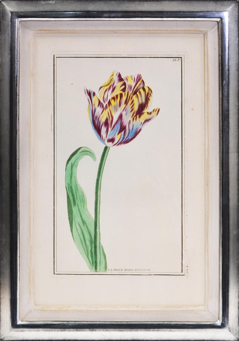 BUCHOZ. A Group of Six Tulips - Print by Pierre Joseph Buchoz