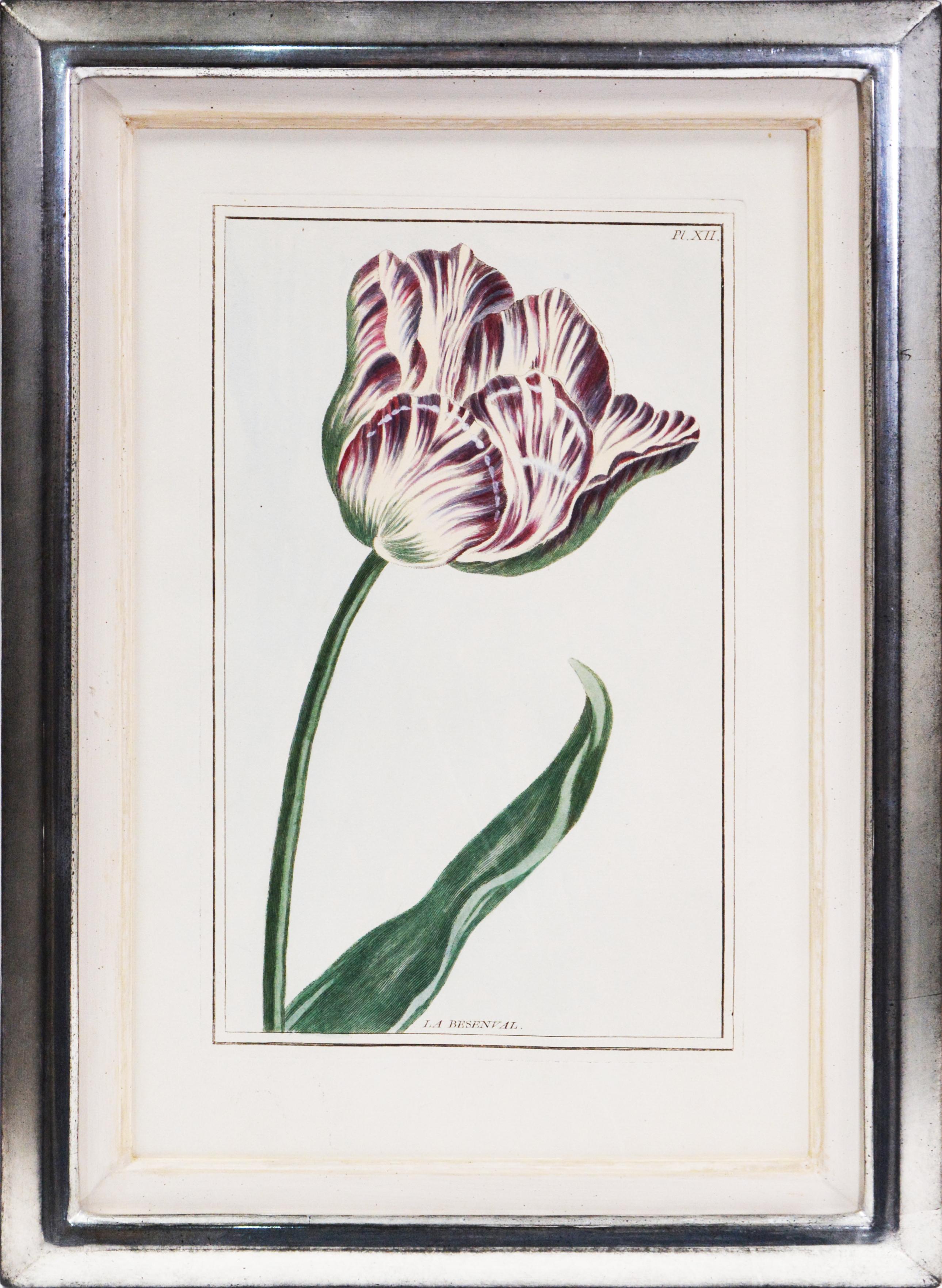 BUCHOZ. A Group of Six Tulips - Naturalistic Print by Pierre Joseph Buchoz