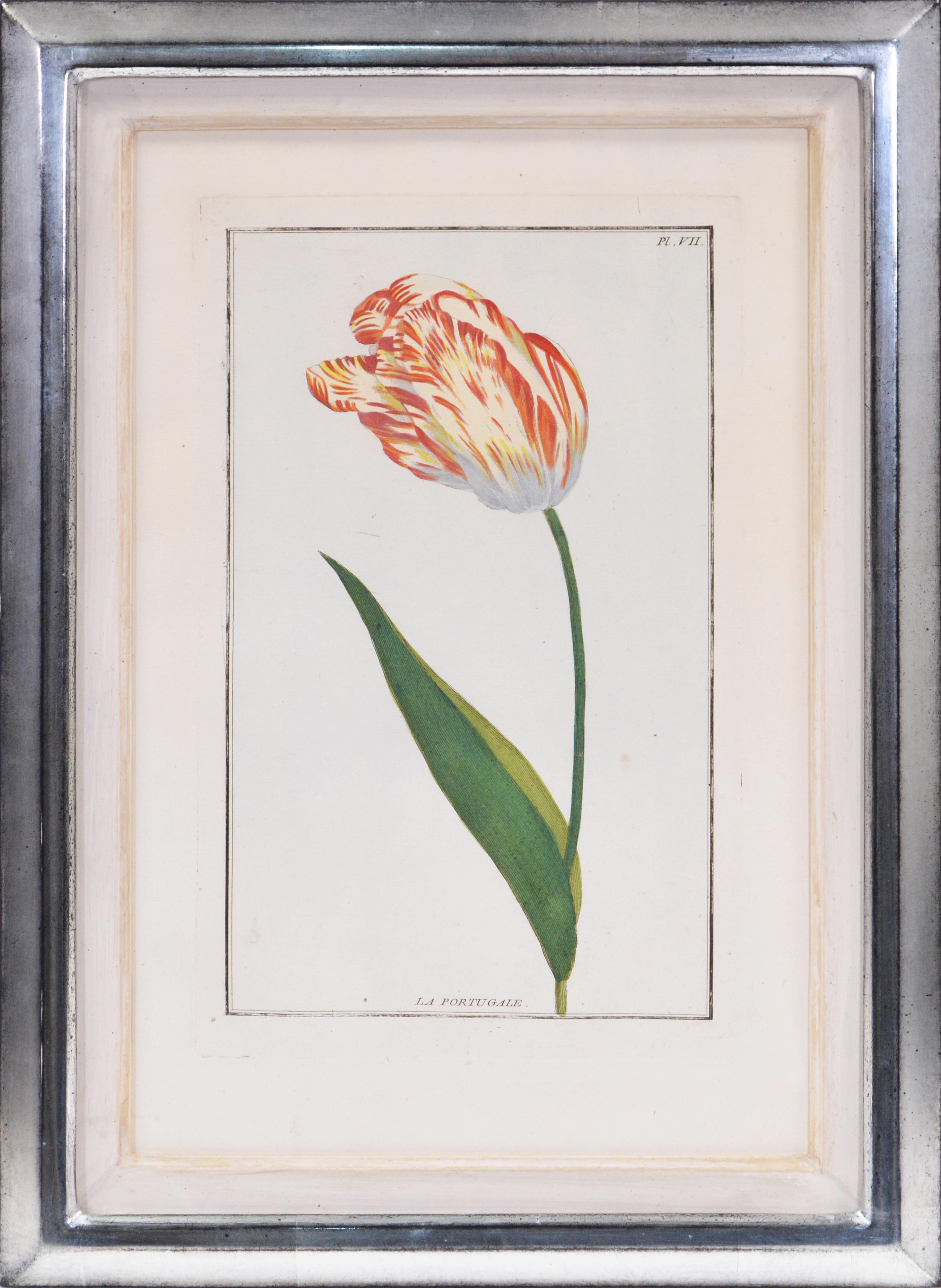 A Group of 6 hand-coloured engraved plates of tulips, in matching silver leaf frames. 
[Paris: 1781]

A fine group of these rare flower plates; the complete volume of 40 being part of Le Jardin d'Eden, which was intended as the supplement to the