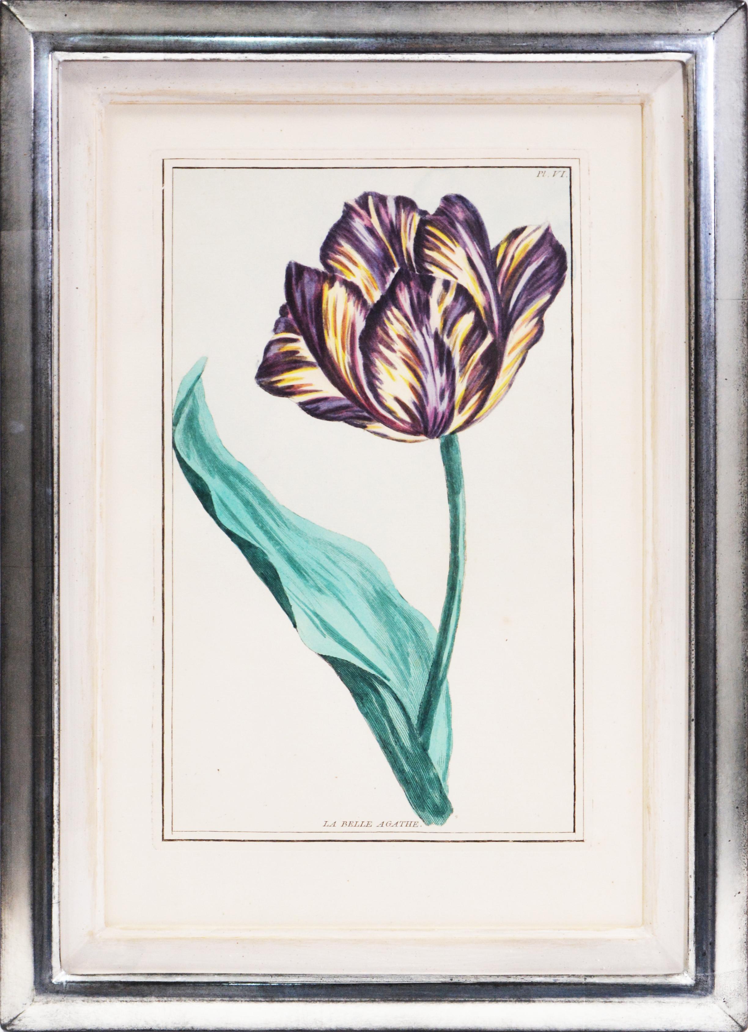 BUCHOZ. A Group of Six Tulips - Gray Still-Life Print by Pierre Joseph Buchoz
