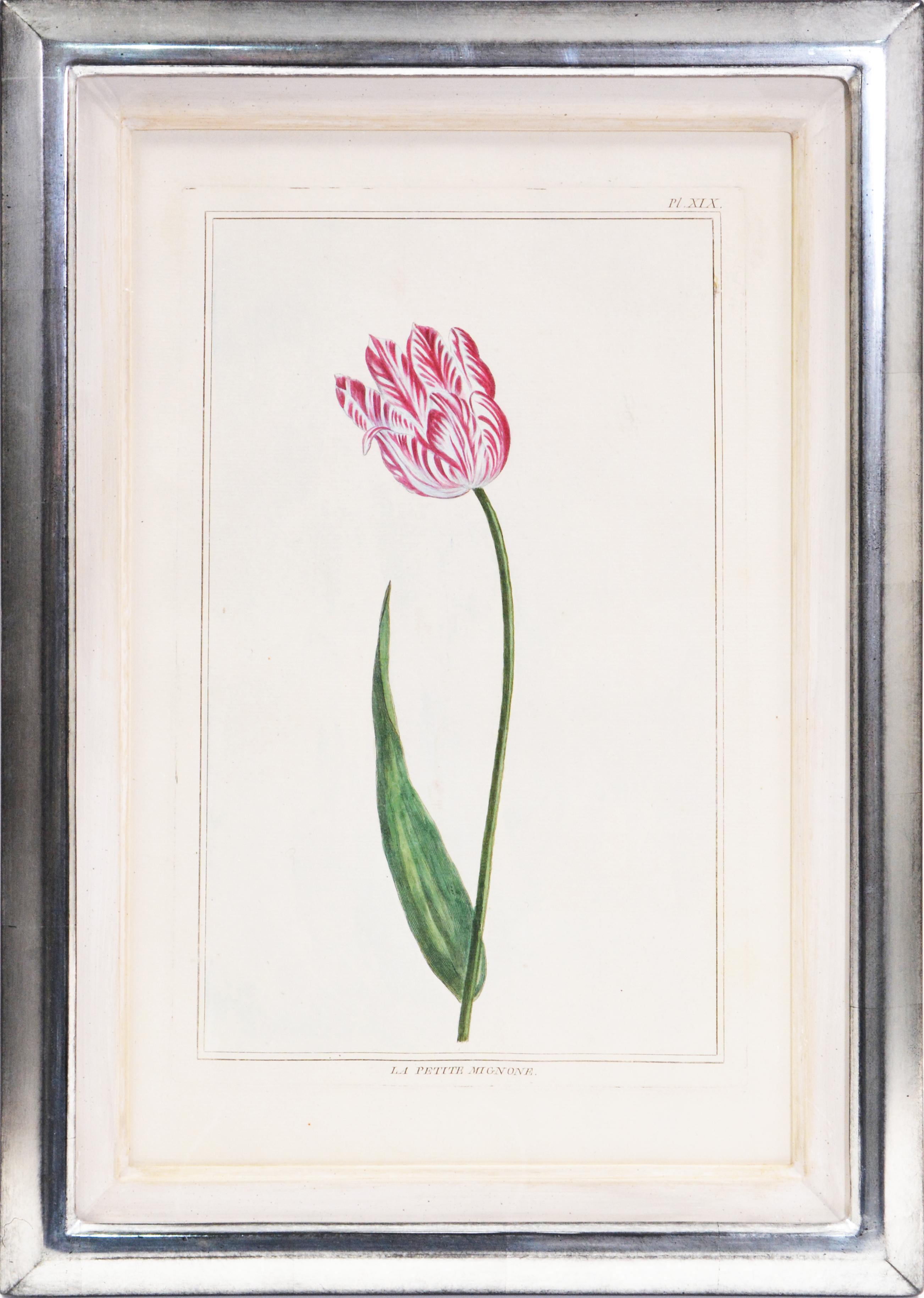 BUCHOZ. A Group of Six Tulips - Print by Pierre Joseph Buchoz