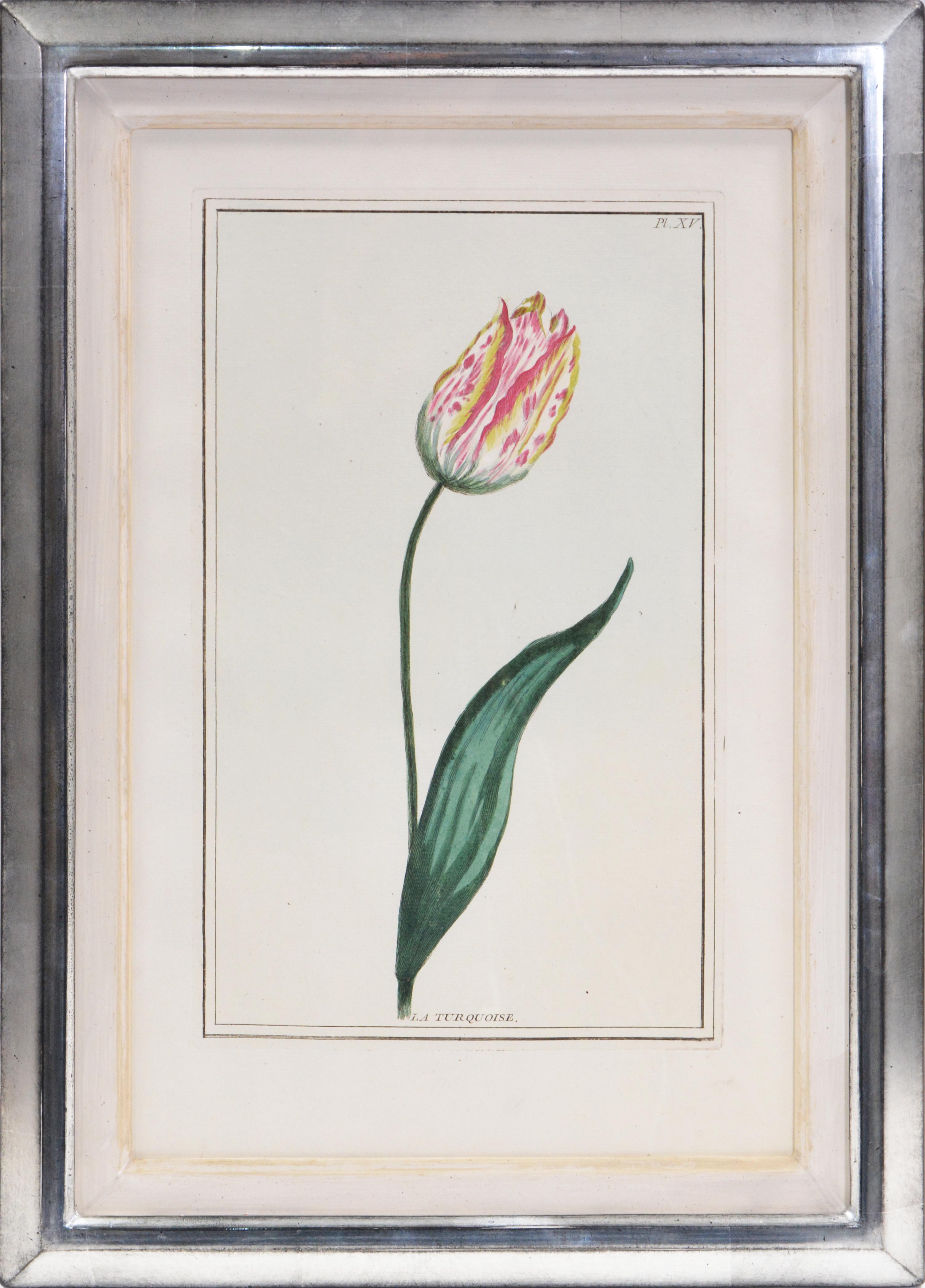 BUCHOZ. A Group of Six Tulips - Gray Still-Life Print by Pierre Joseph Buchoz