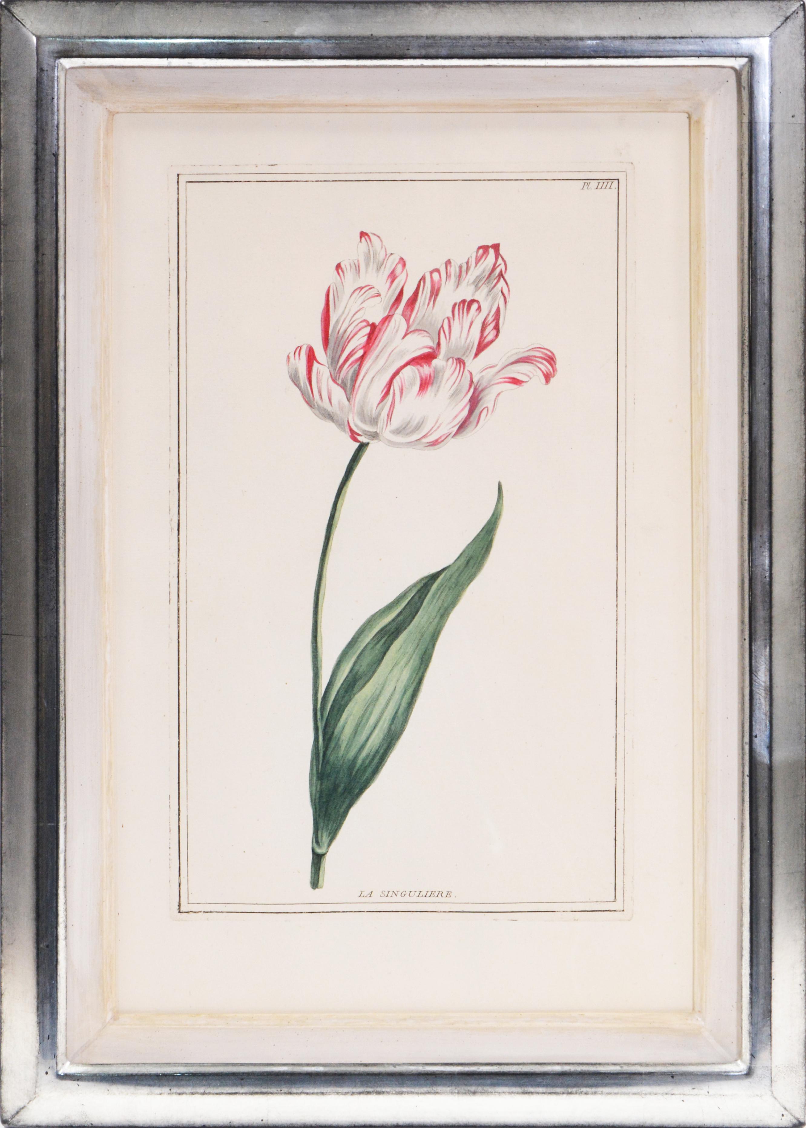 BUCHOZ. A Group of Six Tulips - Naturalistic Print by Pierre Joseph Buchoz