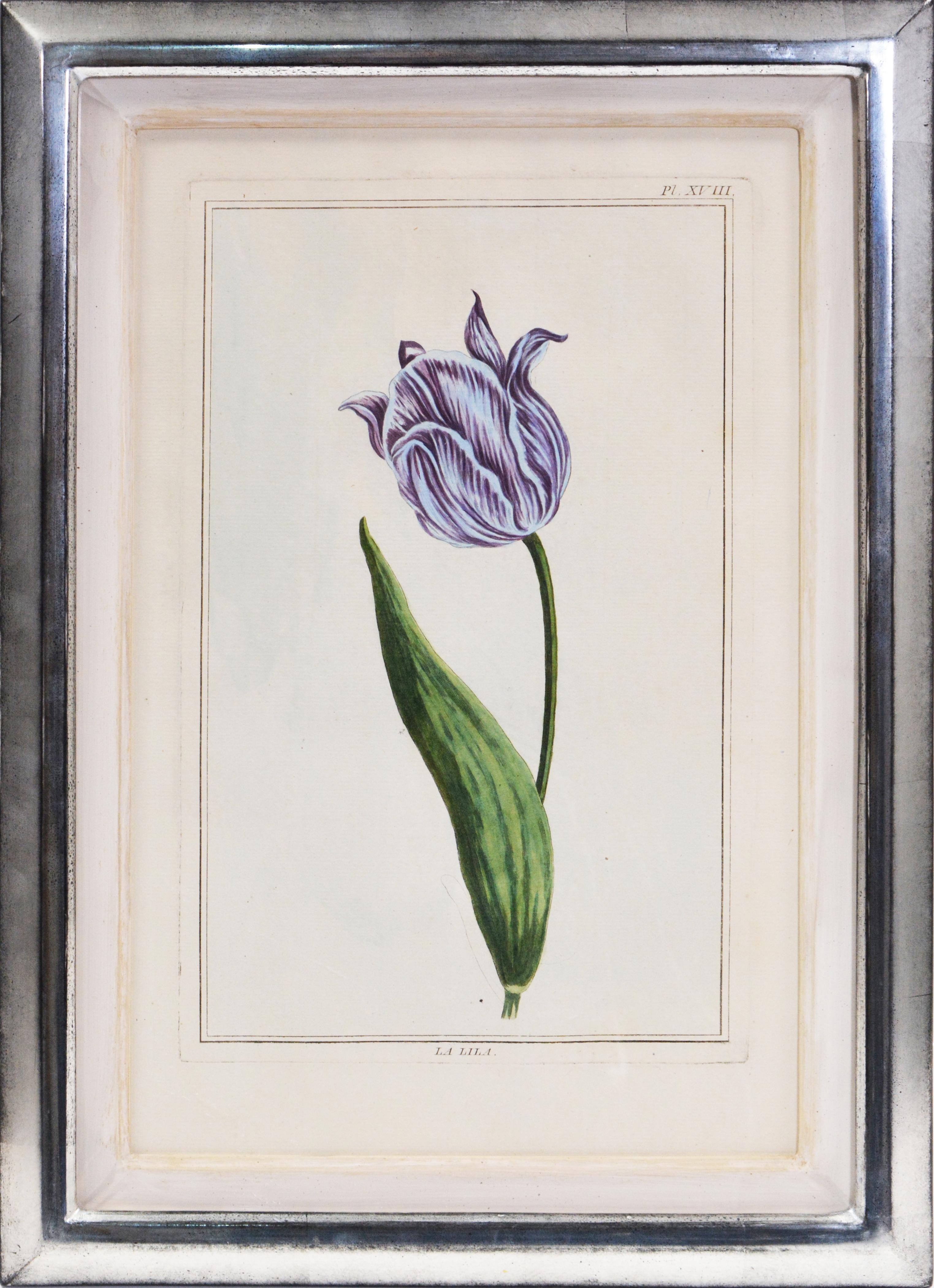Pierre Joseph Buchoz Still-Life Print - BUCHOZ. A Group of Six Tulips