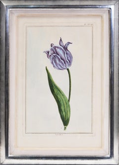 Antique BUCHOZ. A Group of Six Tulips