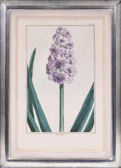 BUCHOZ. A Group of Six Hyacinths.