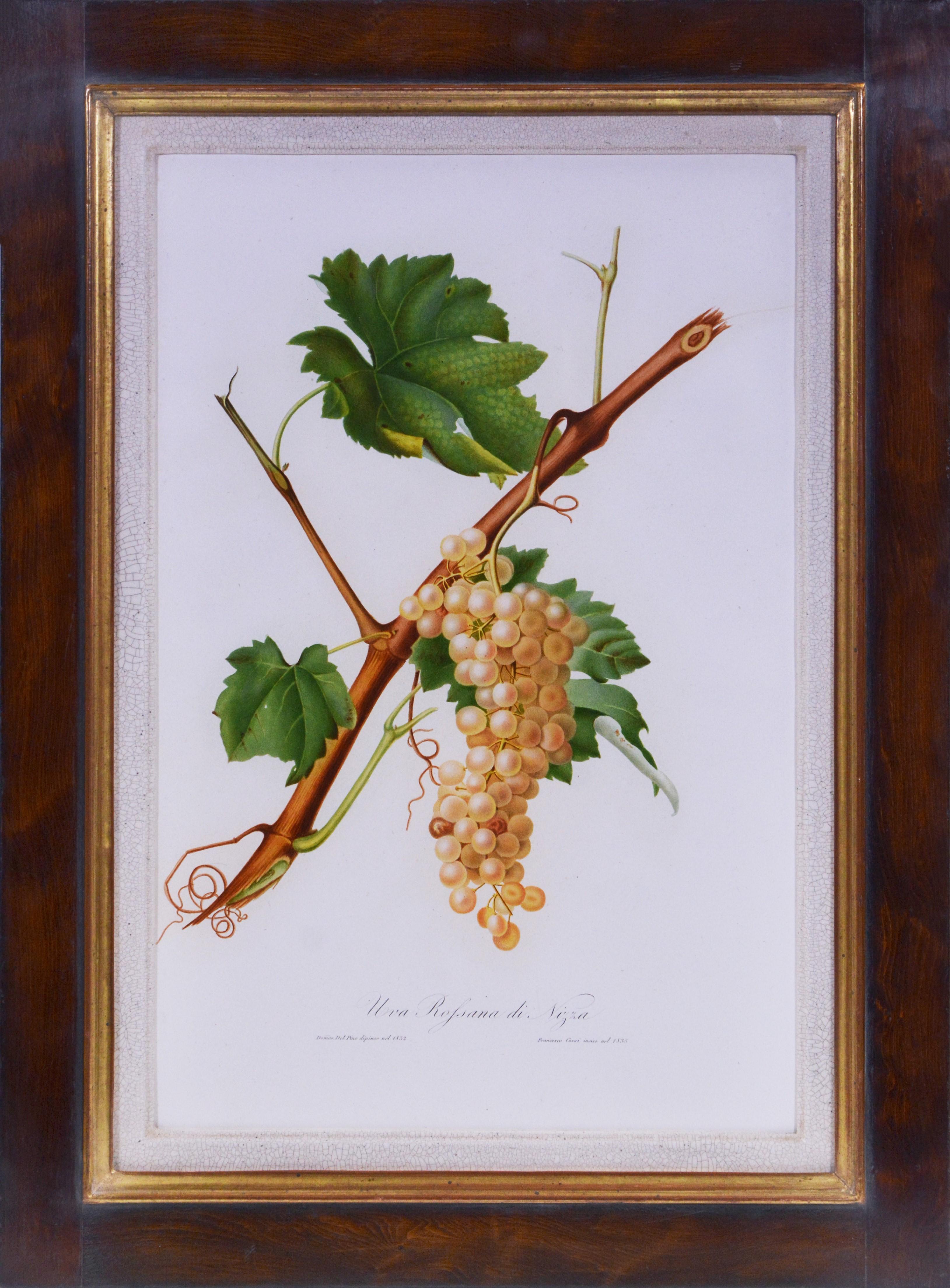 GALLESIO. Un grupo de seis uvas. - Print de Giorgio Gallesio
