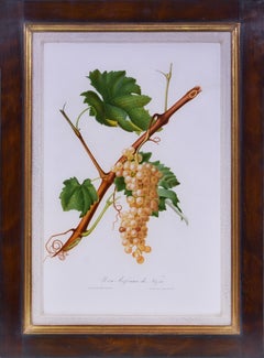 GALLESIO. A Group of Six Grapes.
