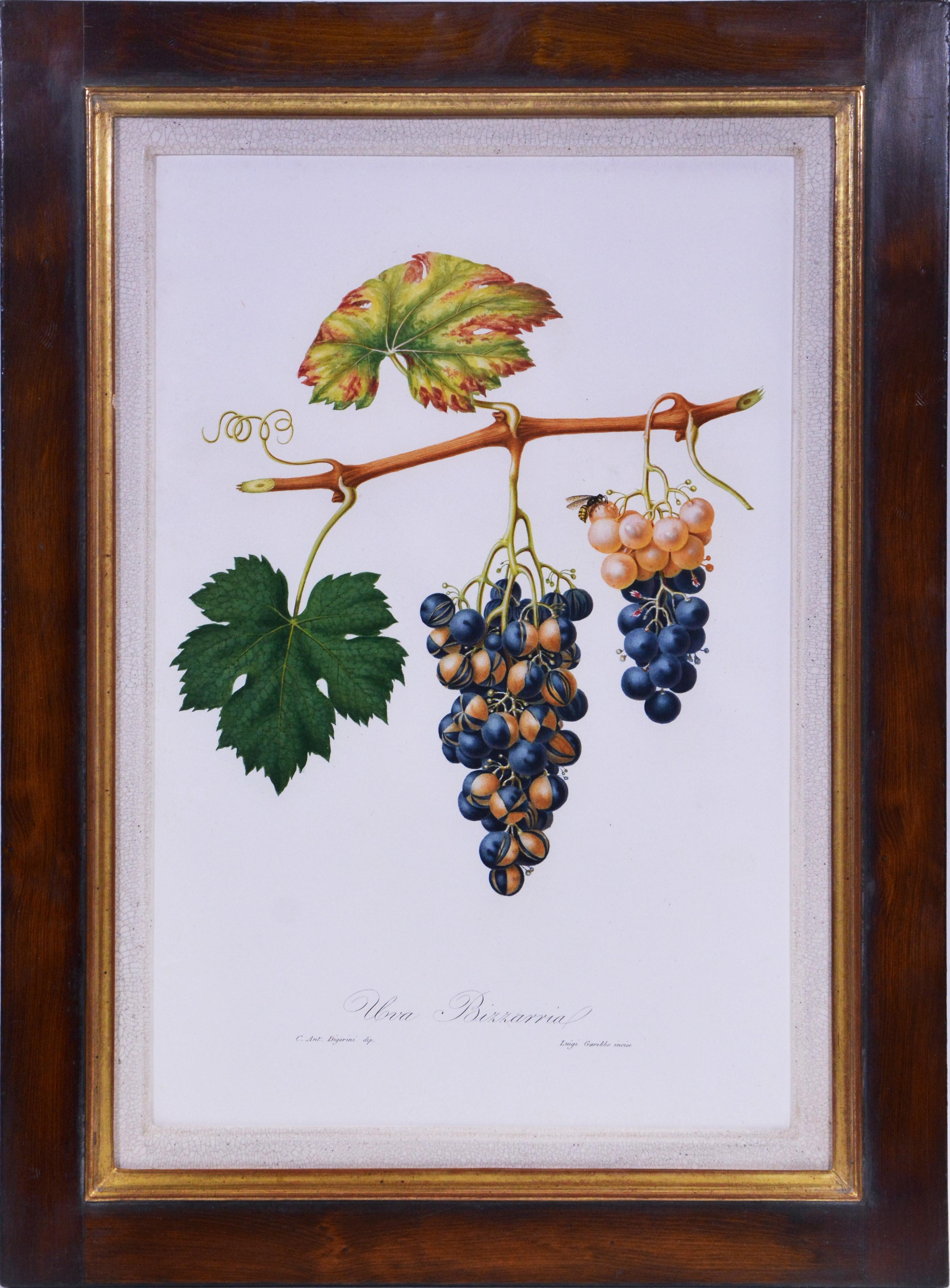 Still-Life Print Giorgio Gallesio - GALLESIO. Un groupe de six raisins. 