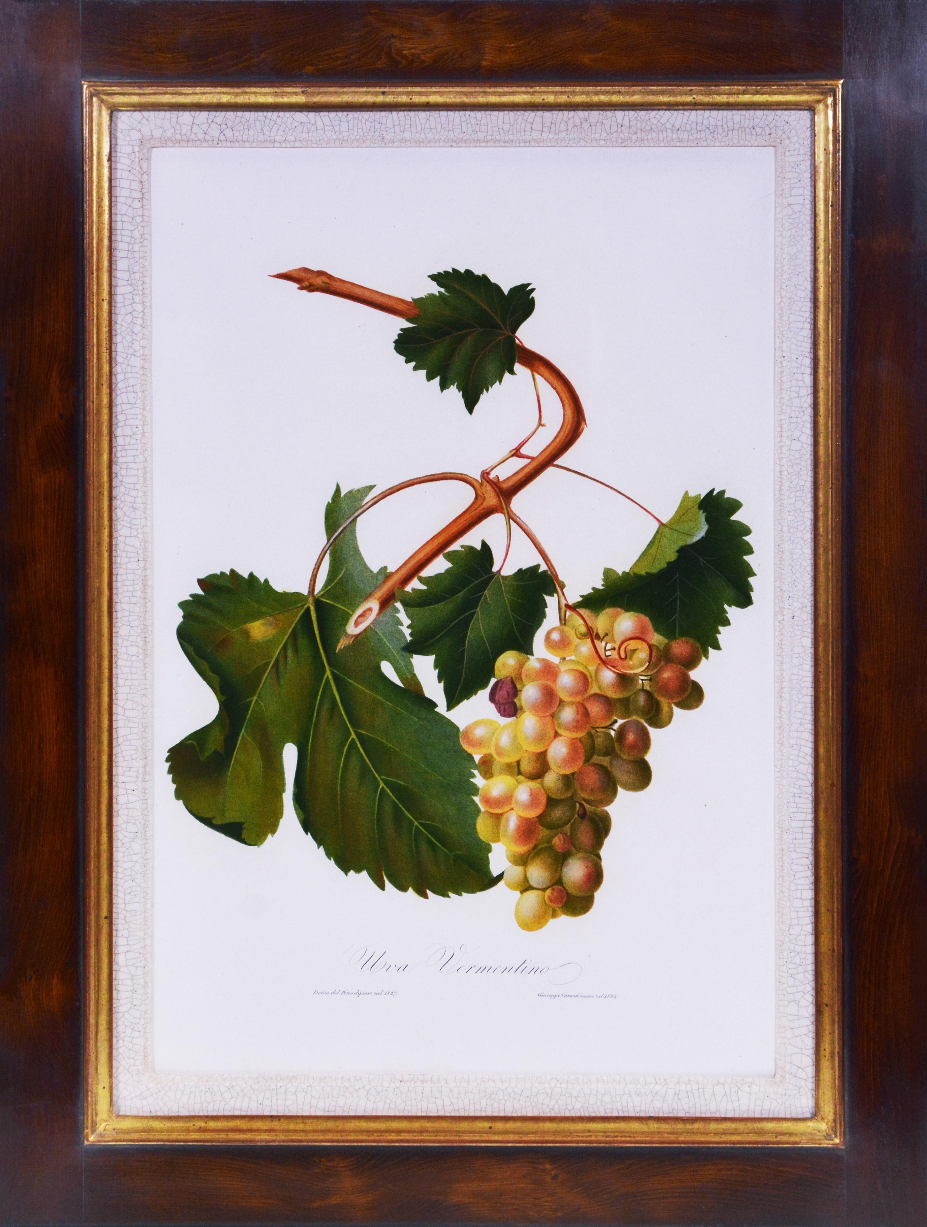 GALLESIO. Un grupo de seis uvas. - Print Naturalista de Giorgio Gallesio