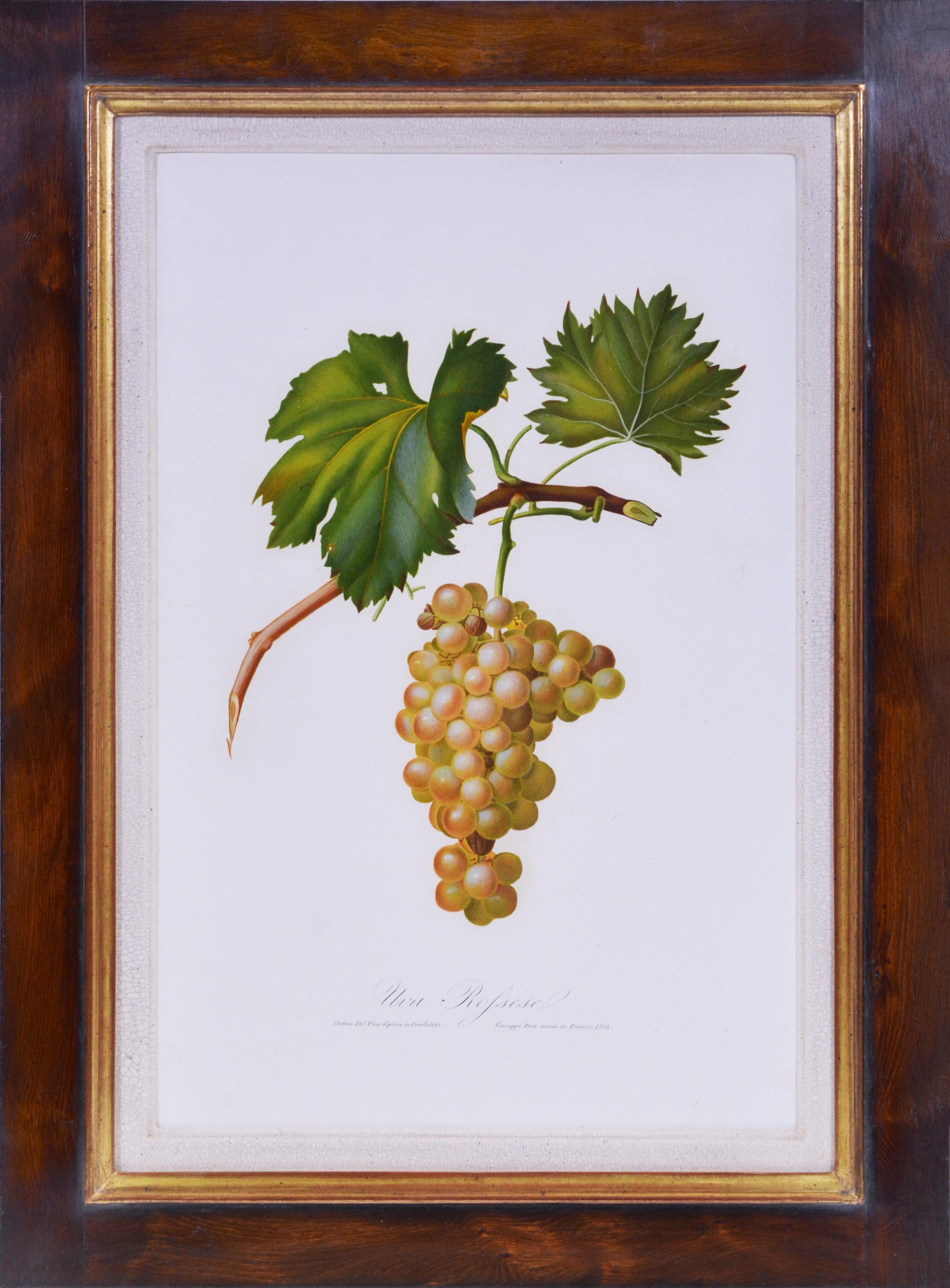 GALLESIO. Un groupe de six raisins.  - Gris Still-Life Print par Giorgio Gallesio