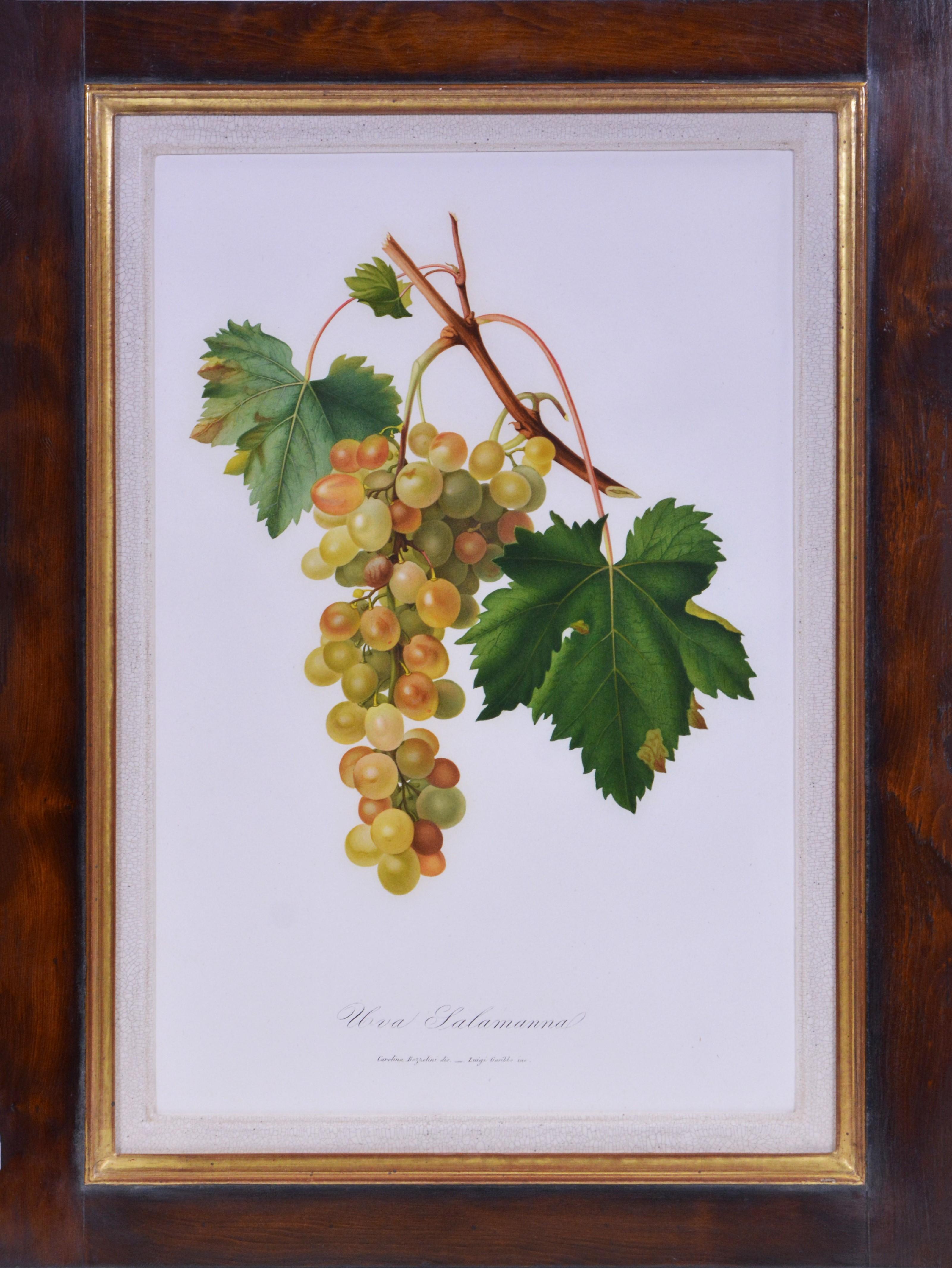 GALLESIO. A Group of Six Grapes.  - Naturalistic Print by Giorgio Gallesio
