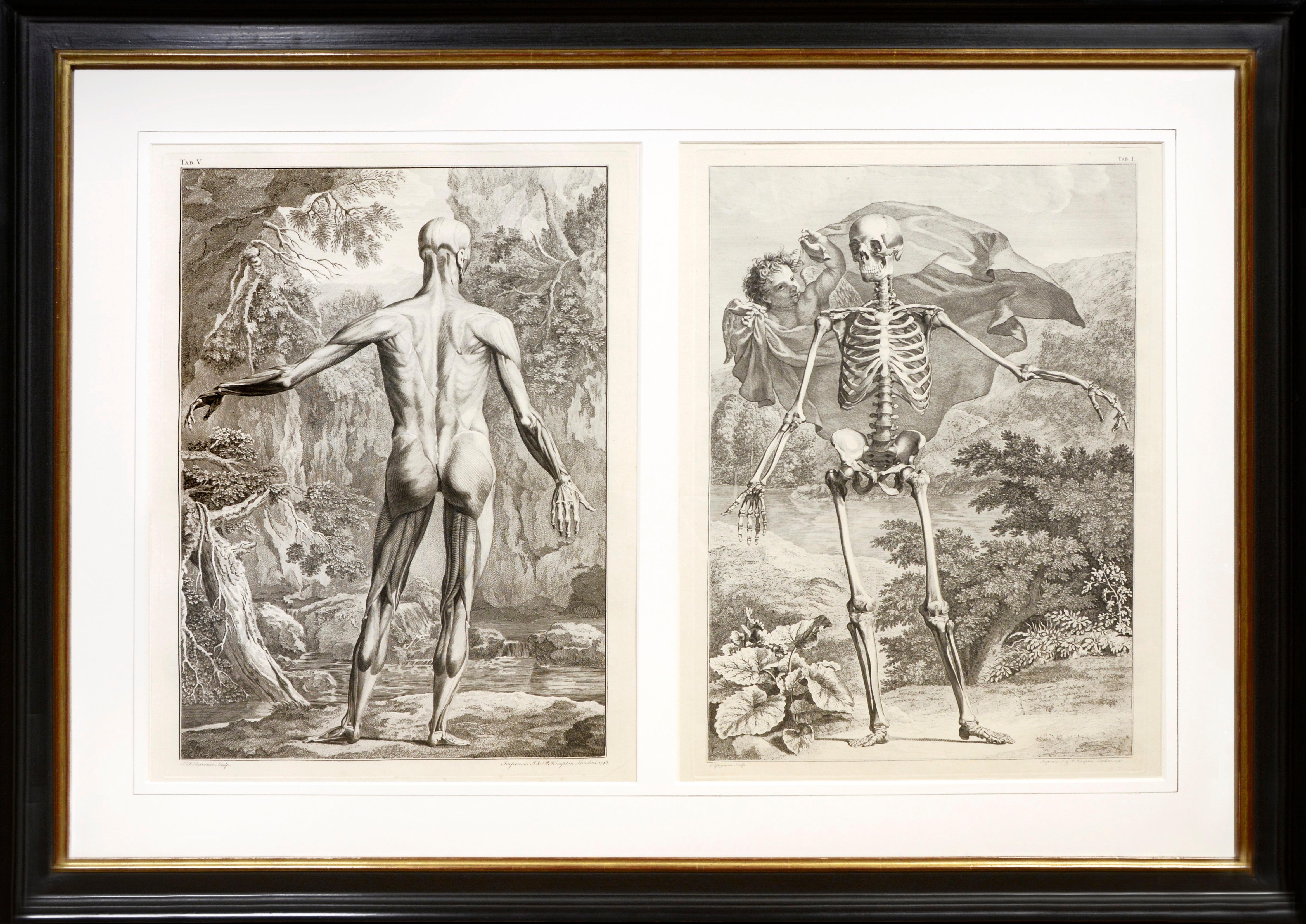 Bernard Siegfried Albinus Still-Life Print - Pair of Anatomical Studies