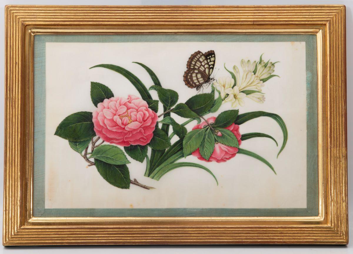 [CHINESE EXPORT WATERCOLOURS ON PITH PAPER].  -  Botanical Studies. - Art by Unknown