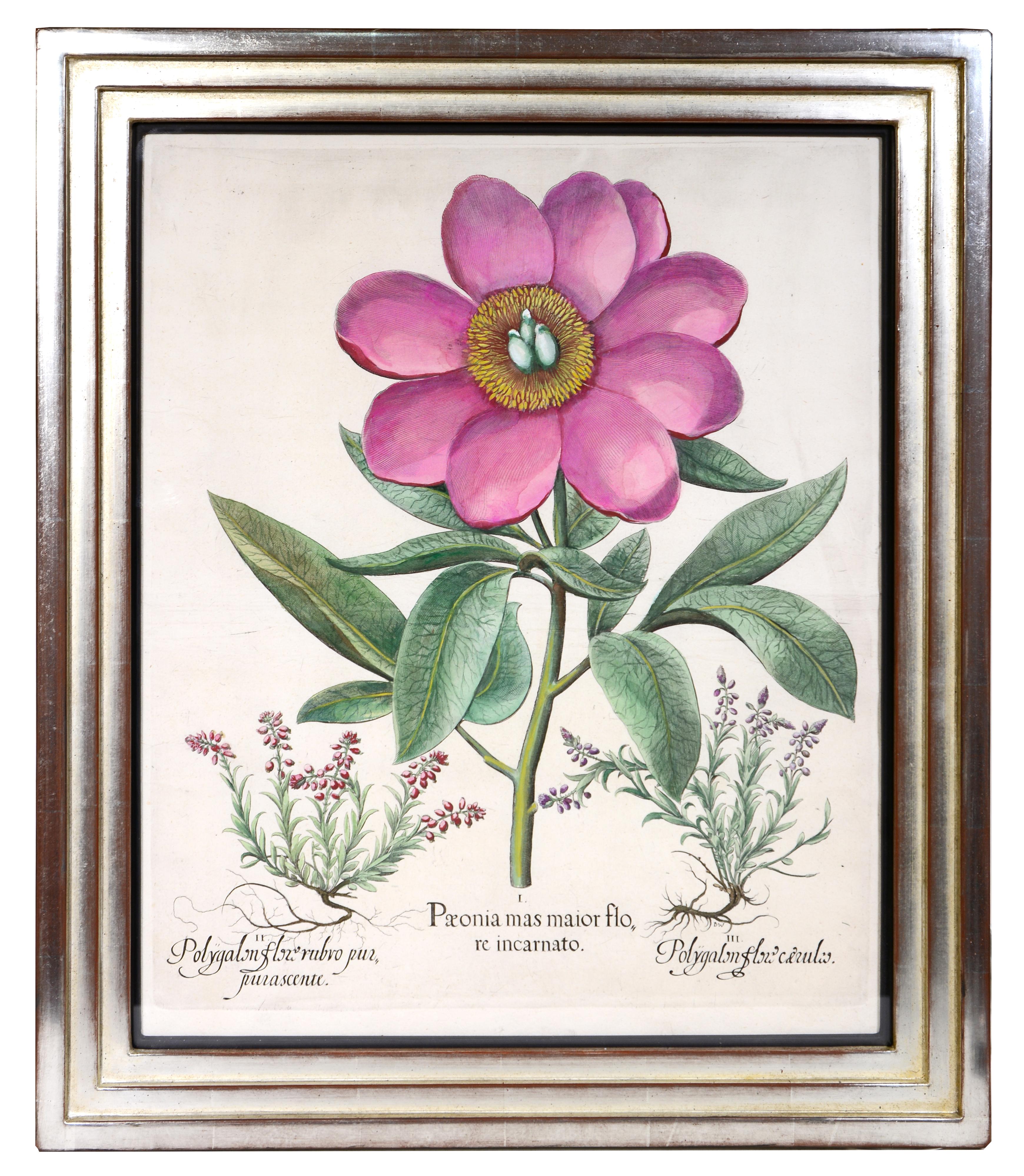 BESLER. Un grupo de cuatro peonías. - Print de Basilius Besler