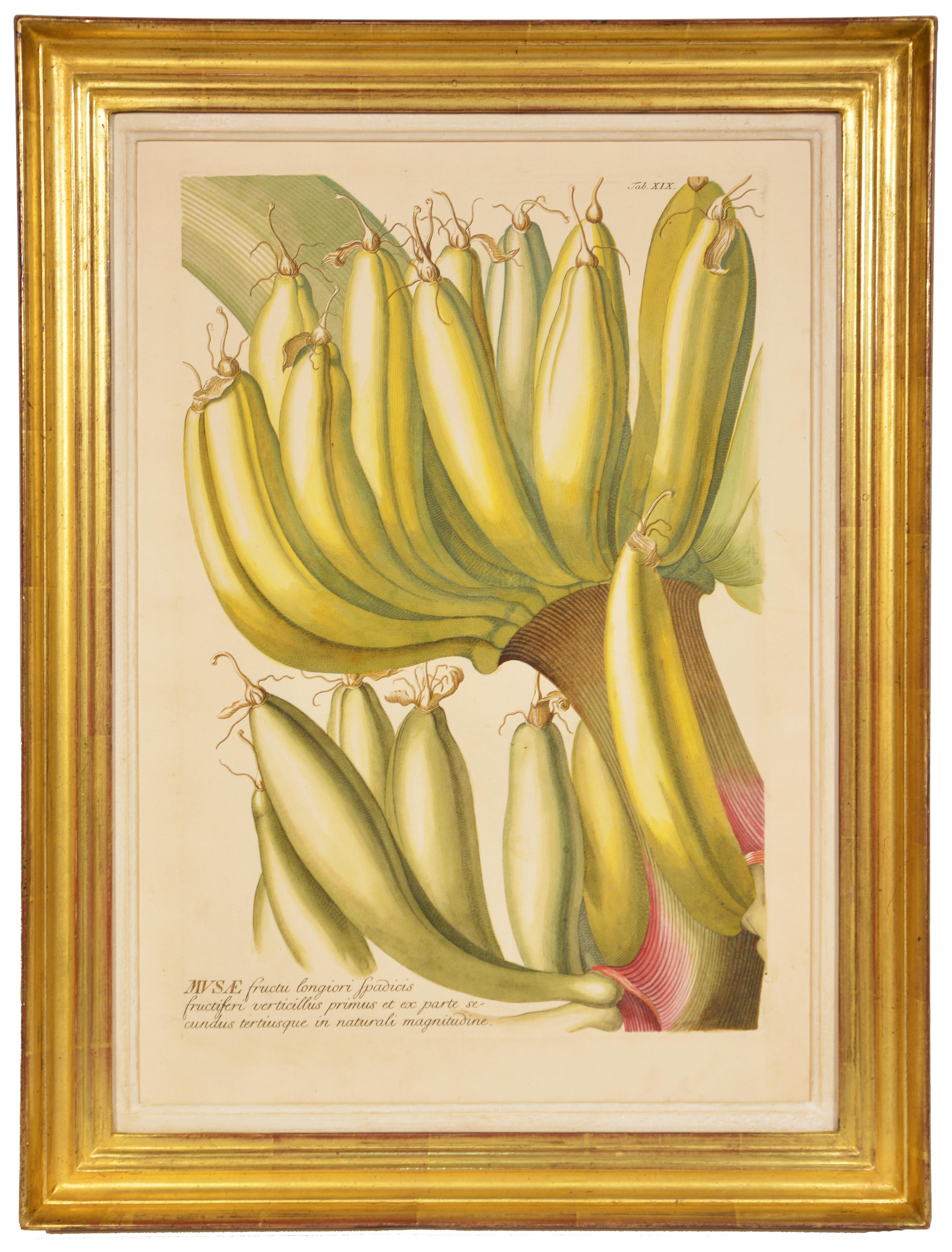 Christoph Trew & Dionysius Ehret Still-Life Print - TREW / EHRET: Group of Three Engraved Botanical Plates Illustrating Fruit