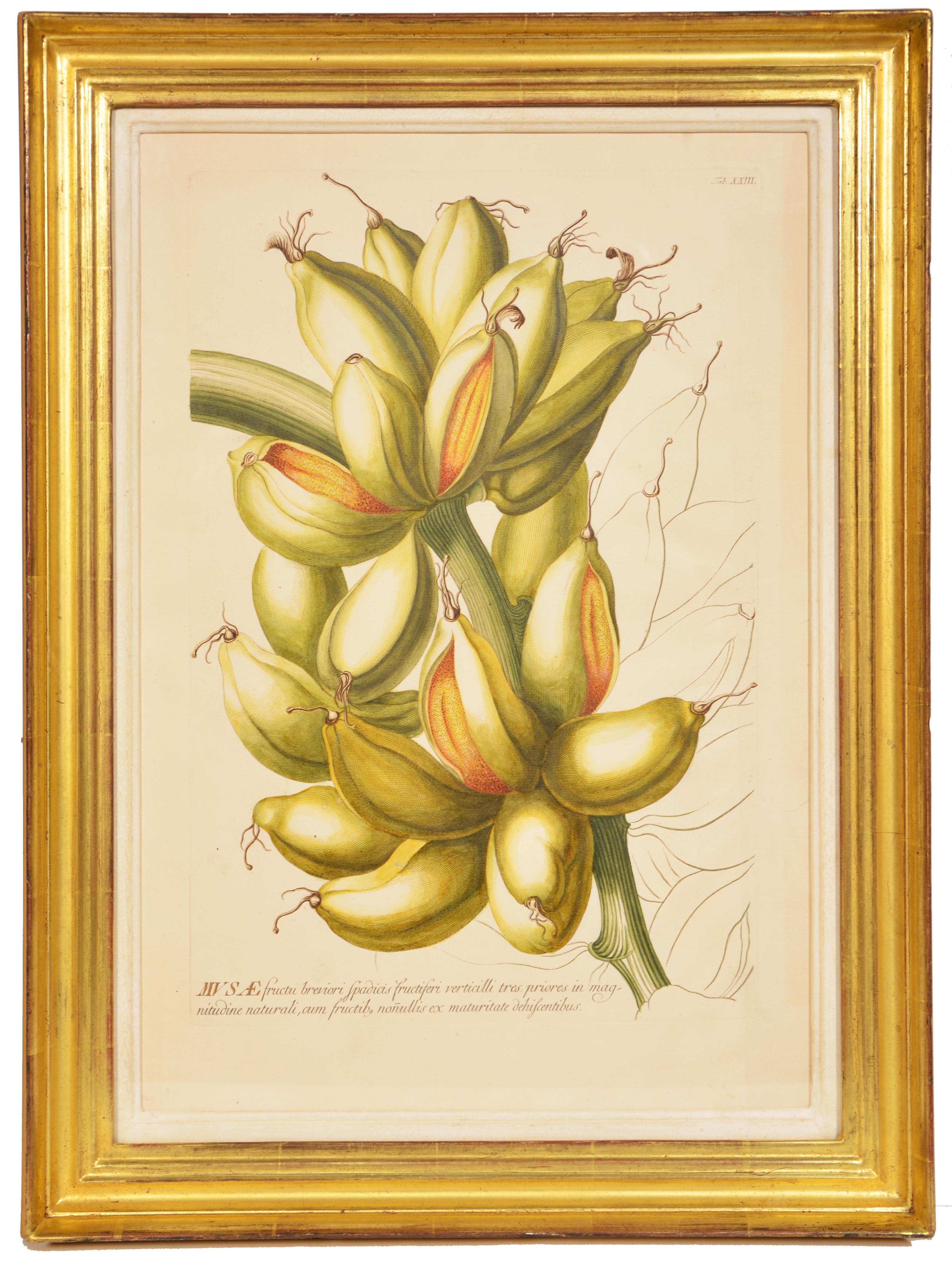 TREW / EHRET: Group of Three Engraved Botanical Plates Illustrating Fruit - Print by Christoph Trew & Dionysius Ehret