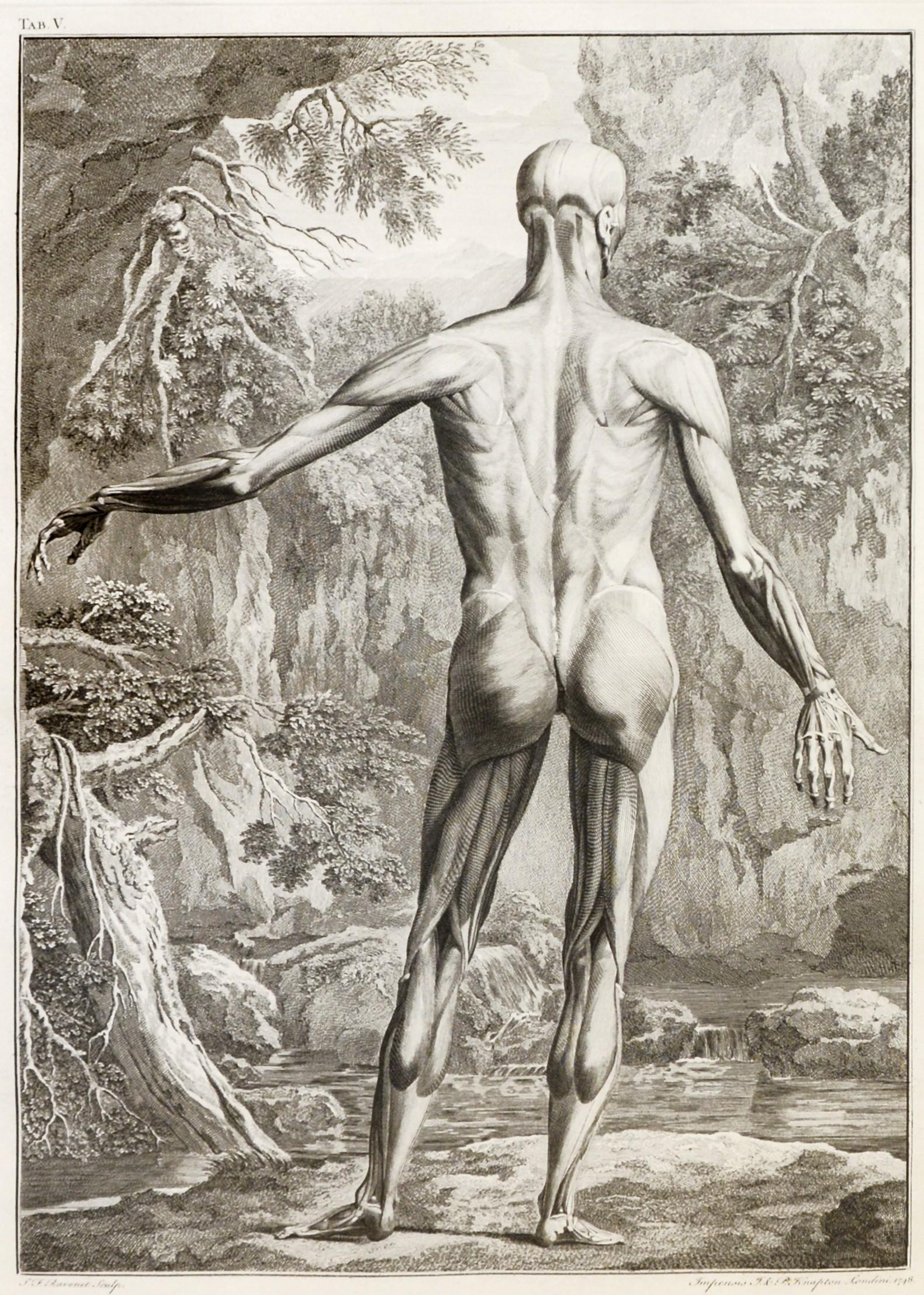 Pair of Anatomical Studies - Print by Bernard Siegfried Albinus