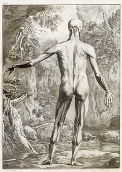 Pair of Anatomical Studies