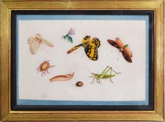 A Group of twelve Butterflies and Insects .