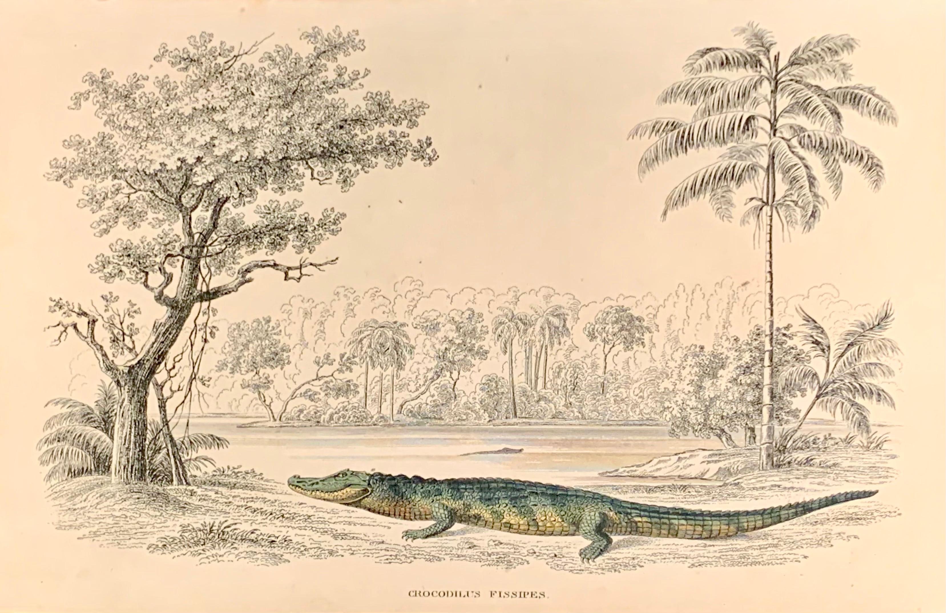 Sir William Jardine, 7th Baronet (after) Landscape Print - 1840 Caiman Antique Hand Coloured Print - Tropical Exotic Crocodile Americas