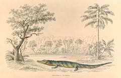 1840 Caiman Antique Hand Coloured Print - Tropical Exotic Crocodile Americas