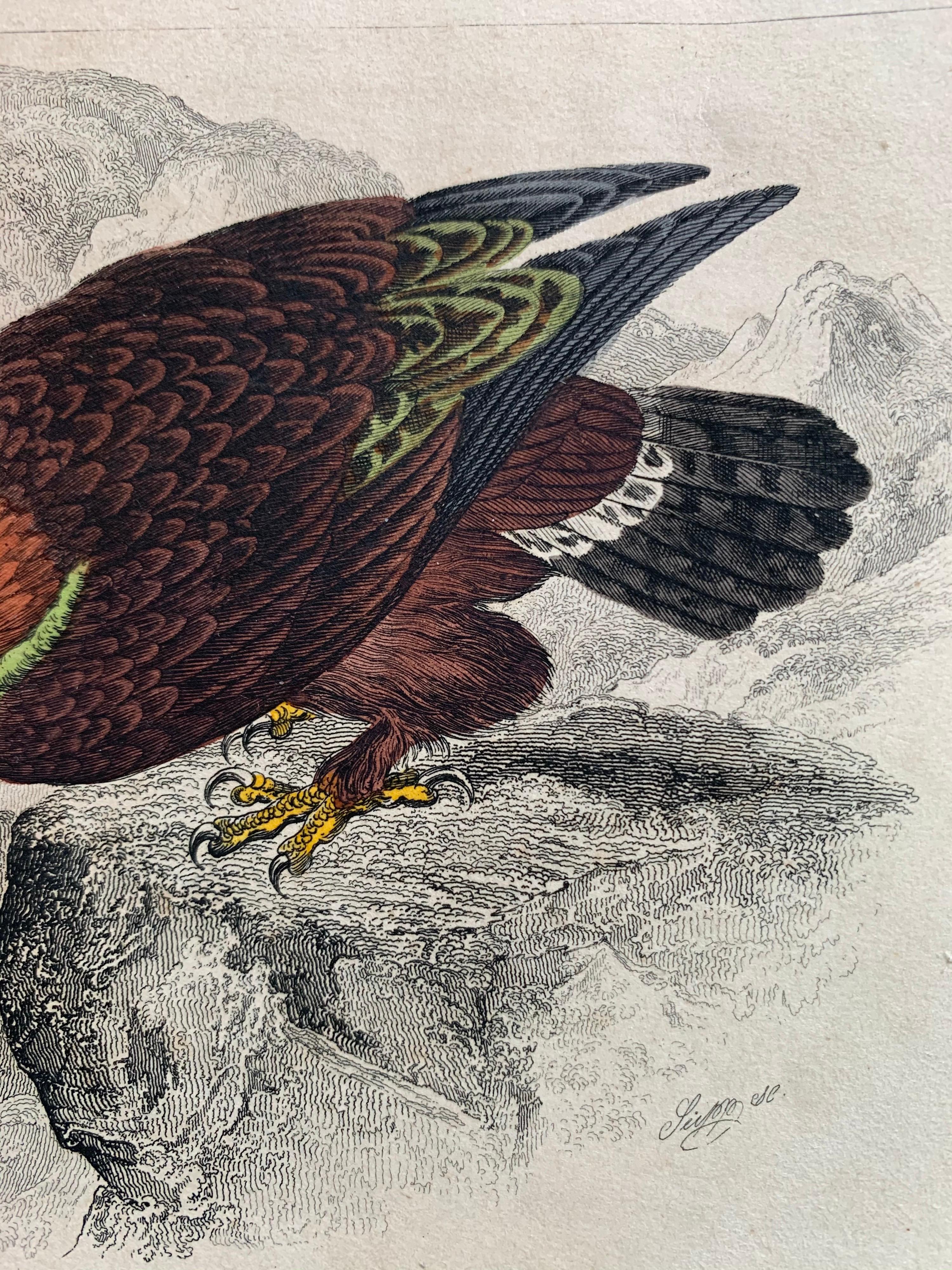 Birds of Prey Pair of Antique Prints - Hawk Falcon Eagle South American Harrier - Beige Animal Print by Sir William Jardine, 7th Baronet (after)